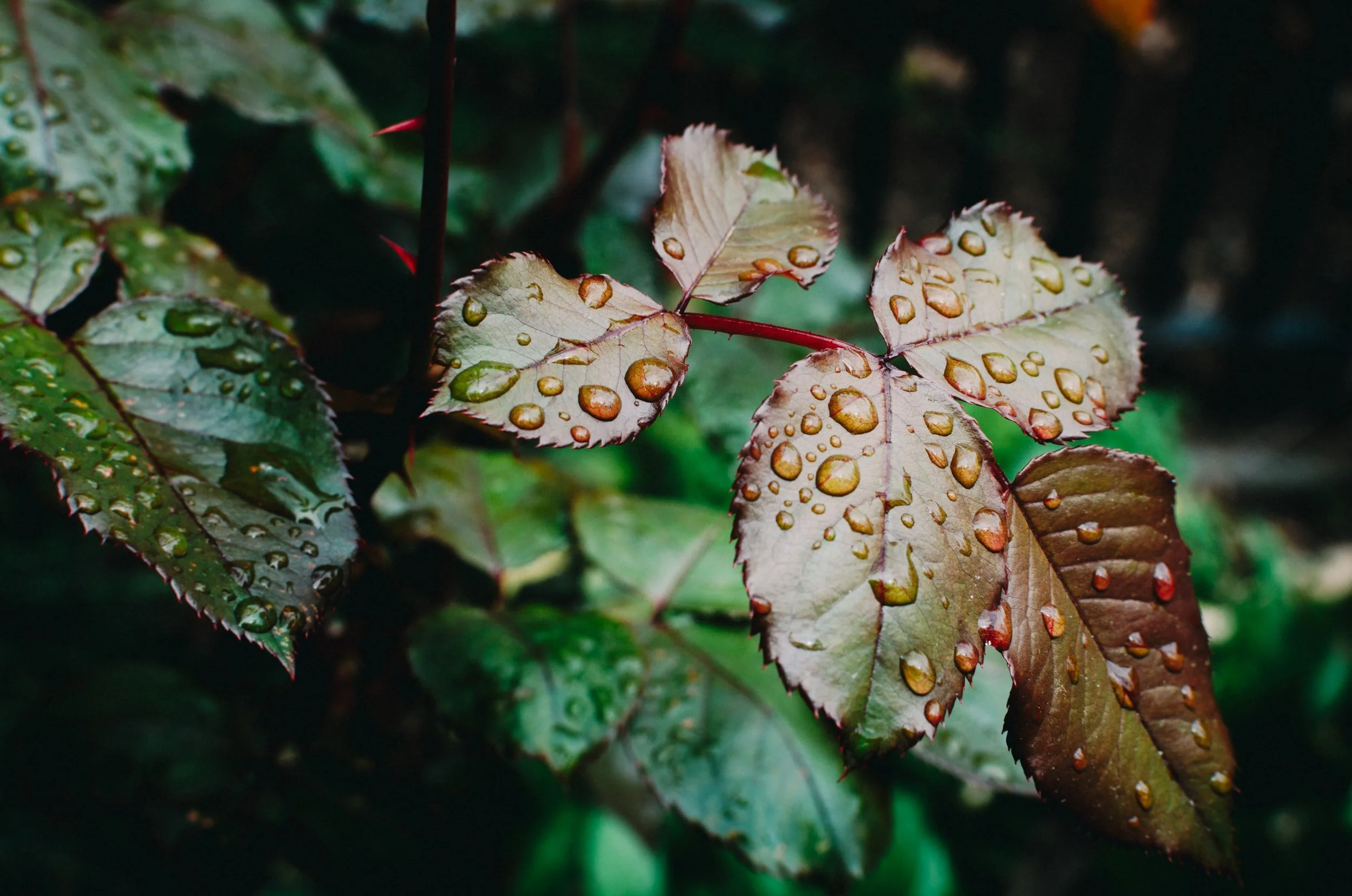Reflection “Planting seeds inevitably changes my feelings about rain.” –Luci Shaw Prayer Lord of Heaven and Earth, So many things happen that are beyond our control. The rains will come whether we want them or not. And yet this is