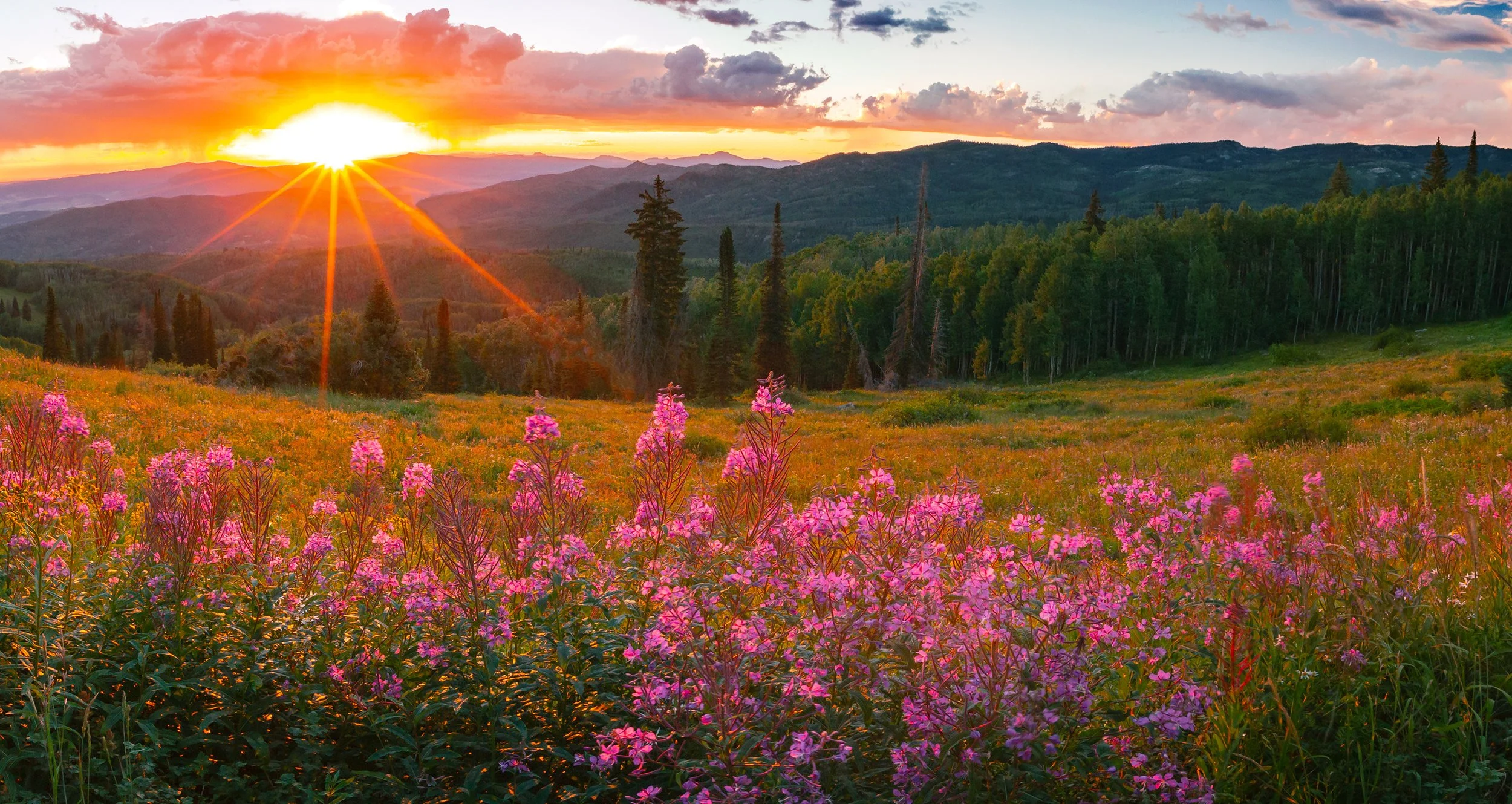 Reflection “Spring is nature’s way of saying, ‘Let’s party!’” –Robin Williams Prayer Life Eternal, Fill us with joy to be glad for this day and the new things it brings. May springtime’s new life continue to grace us, that we migh