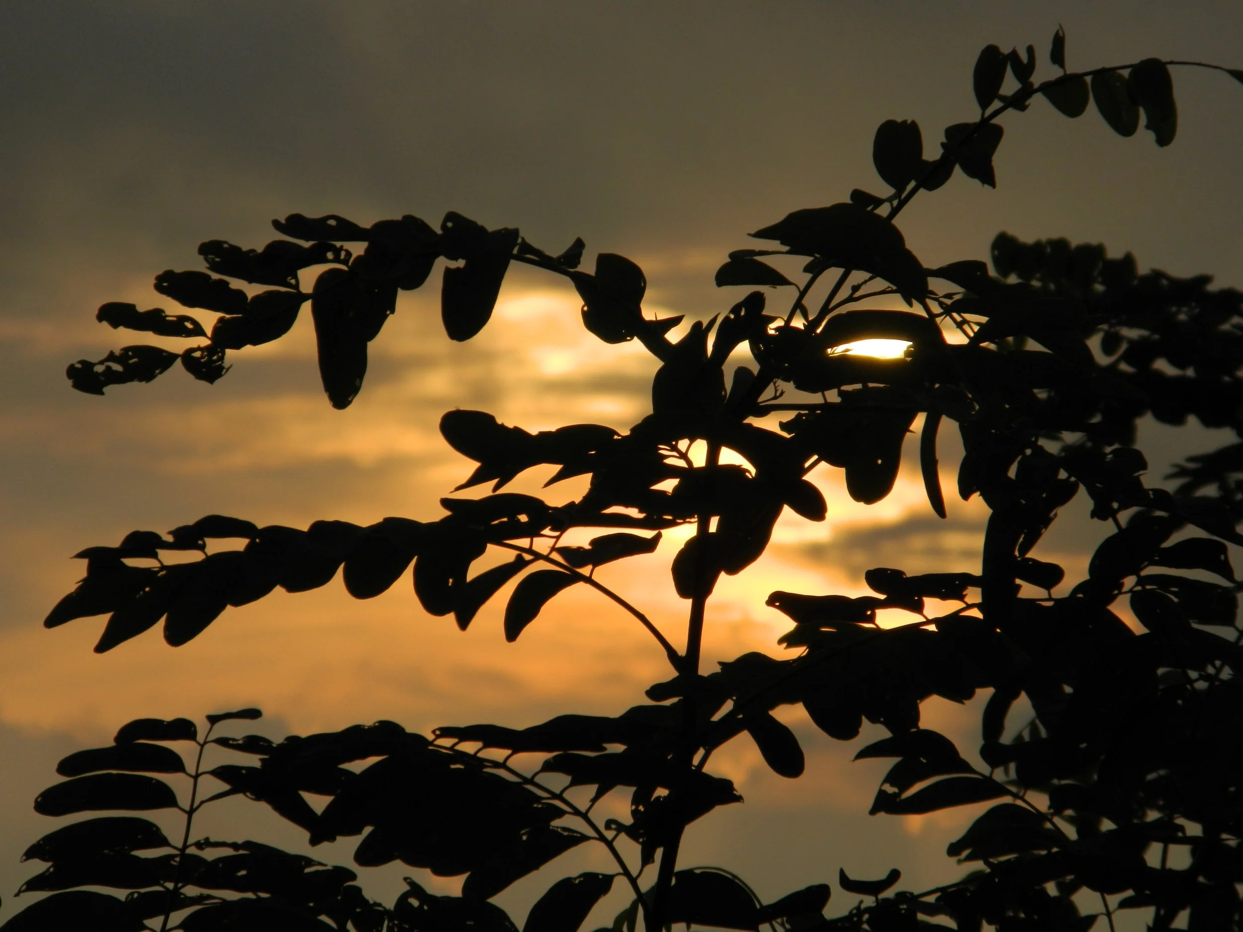      

 
    Reflection   “Understanding is love’s other name.” –Thích Nhất Hạnh   Prayer   God of my neighbor,  We confess there are times when we do not try to understand each other. Perhaps because we do not really know how. When so many issues se