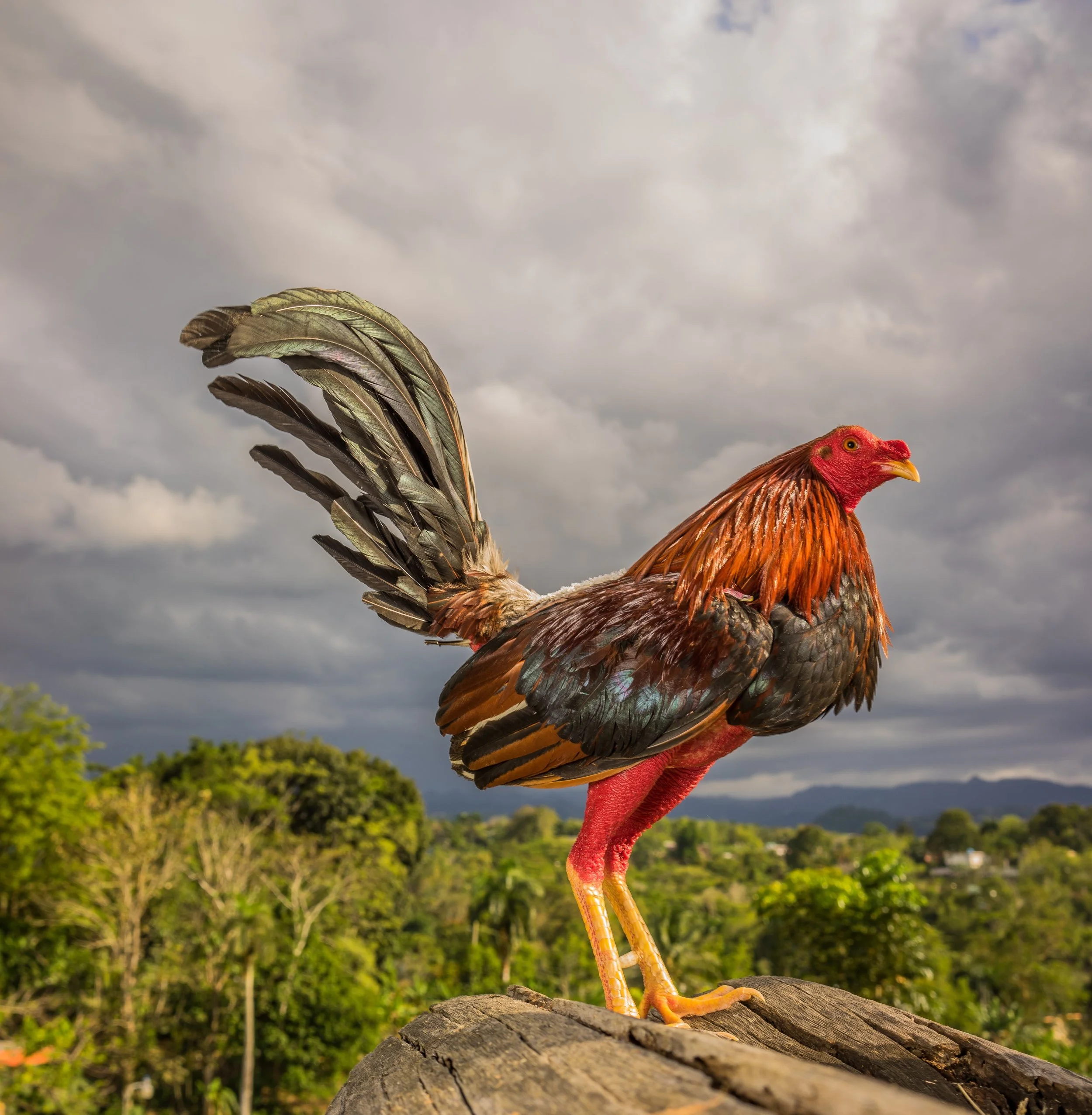      

 
    Reflection   “The rooster who took credit for the sunrise is outraged to be blamed for the sunset.” –David Frum   Prayer   Humble worker,  We are all prone at times to be quick to take credit yet slow to take blame. Heal us of our self-c