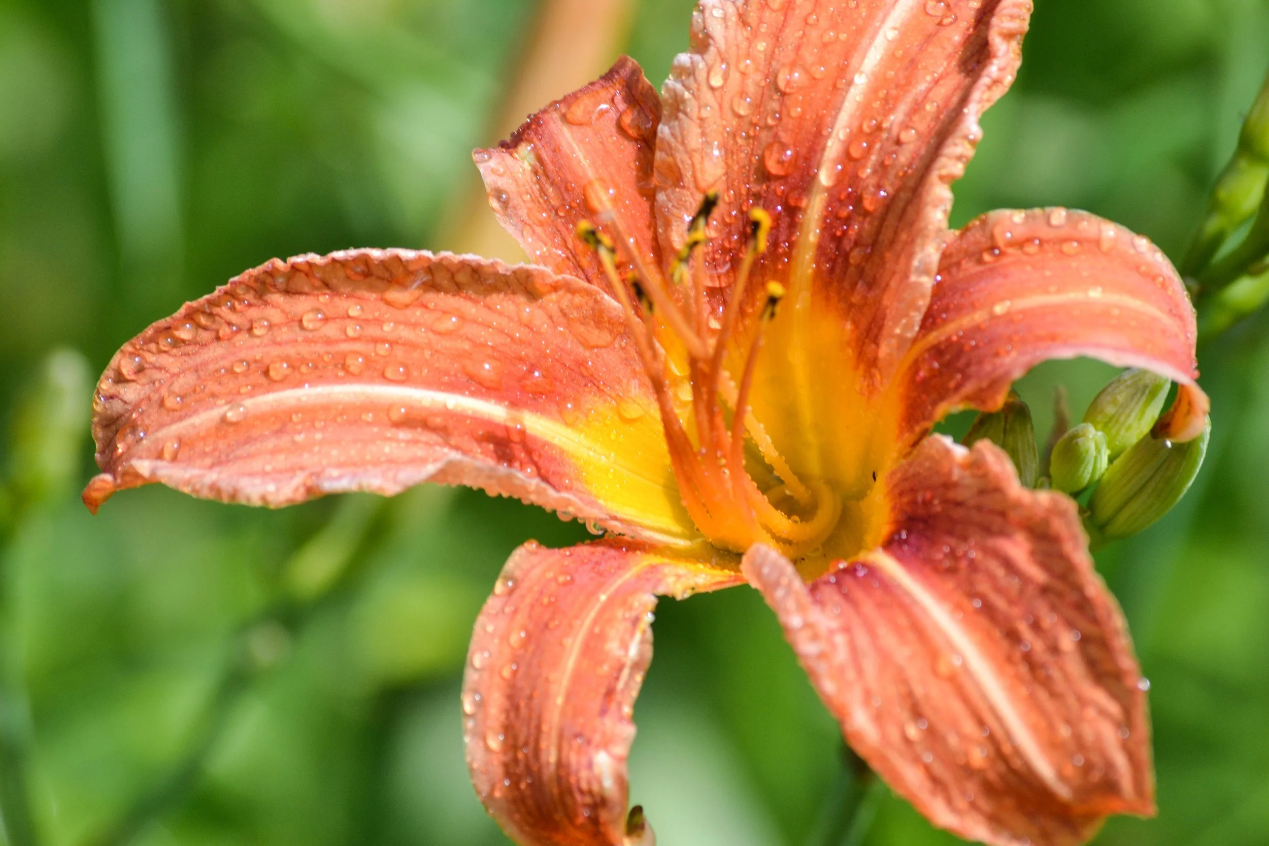 World Day of Prayer for Creation