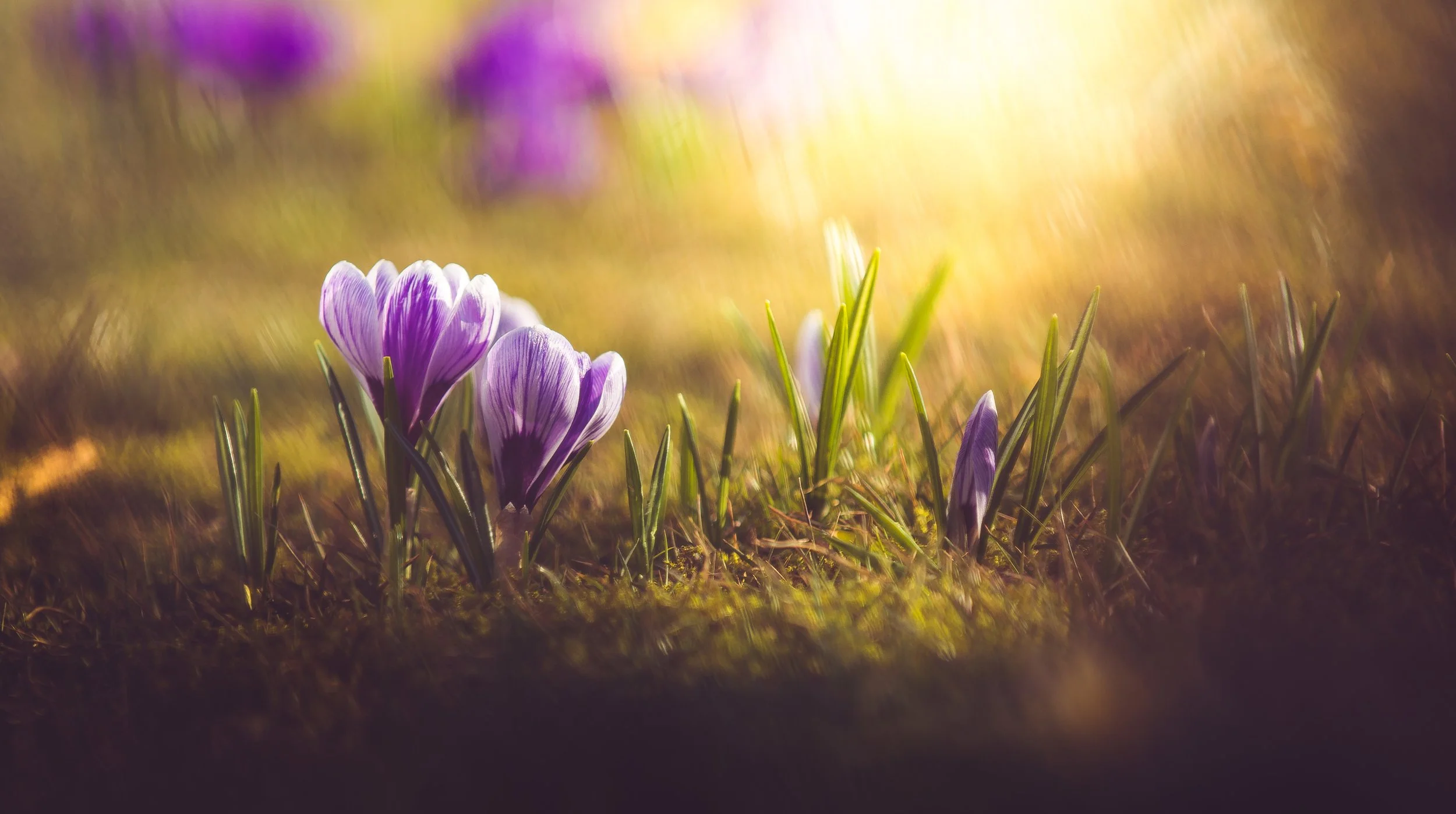      

 
    Reflection   “That is one good thing about this world ... There are always sure to be more springs.”   -L. M. Montgomery   Prayer   Beautiful God,  As we walk into this spring season help us to be conscious of all the beauty that is arou