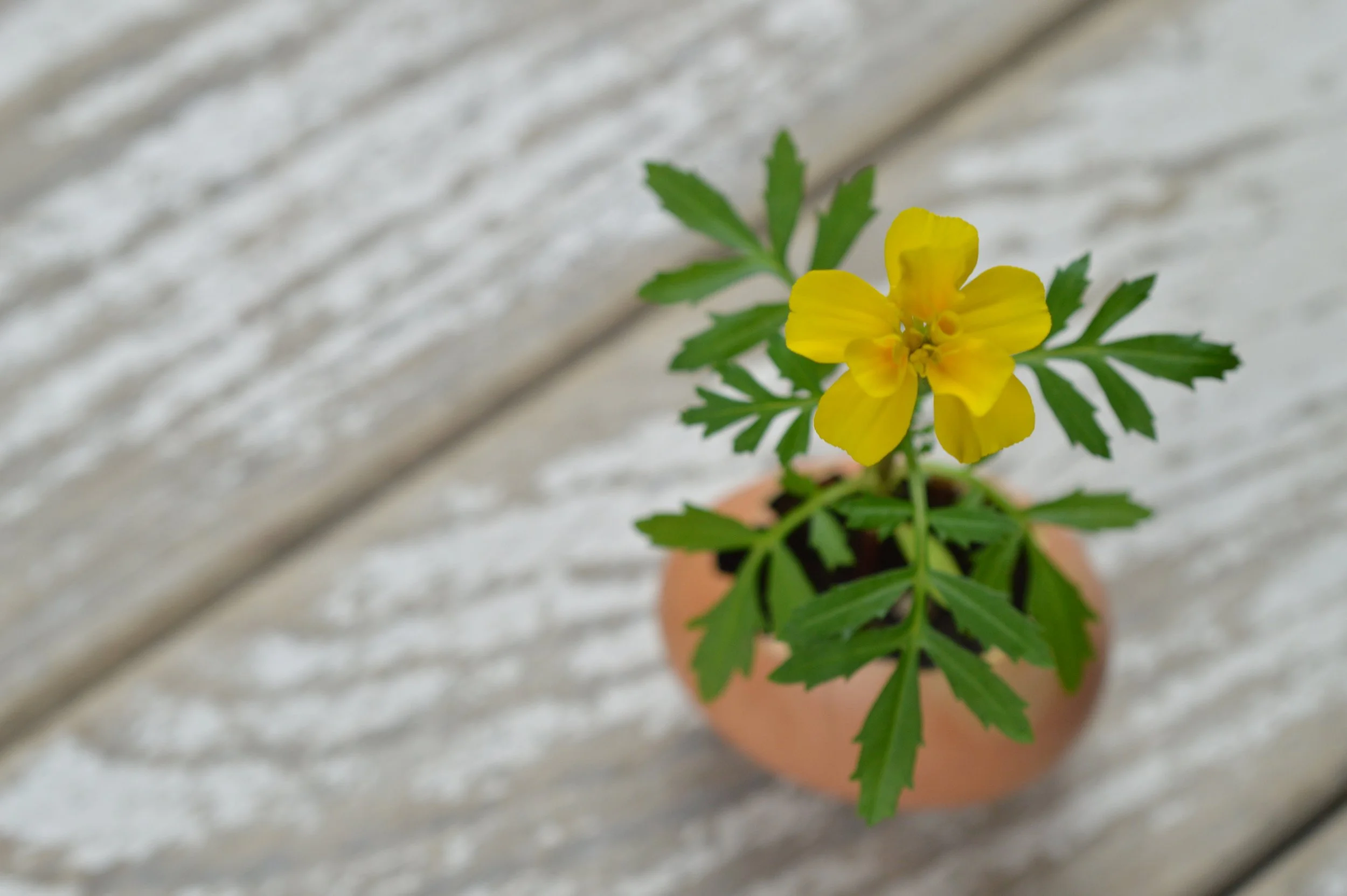 Reflection   “Who does not grow, declines.” –Rabbi Hillel   Prayer   God who calls,  There is a basic principle in nature, which applies as much to us as the rest of creation. We have not been designed to remain stagnant or simply mainta