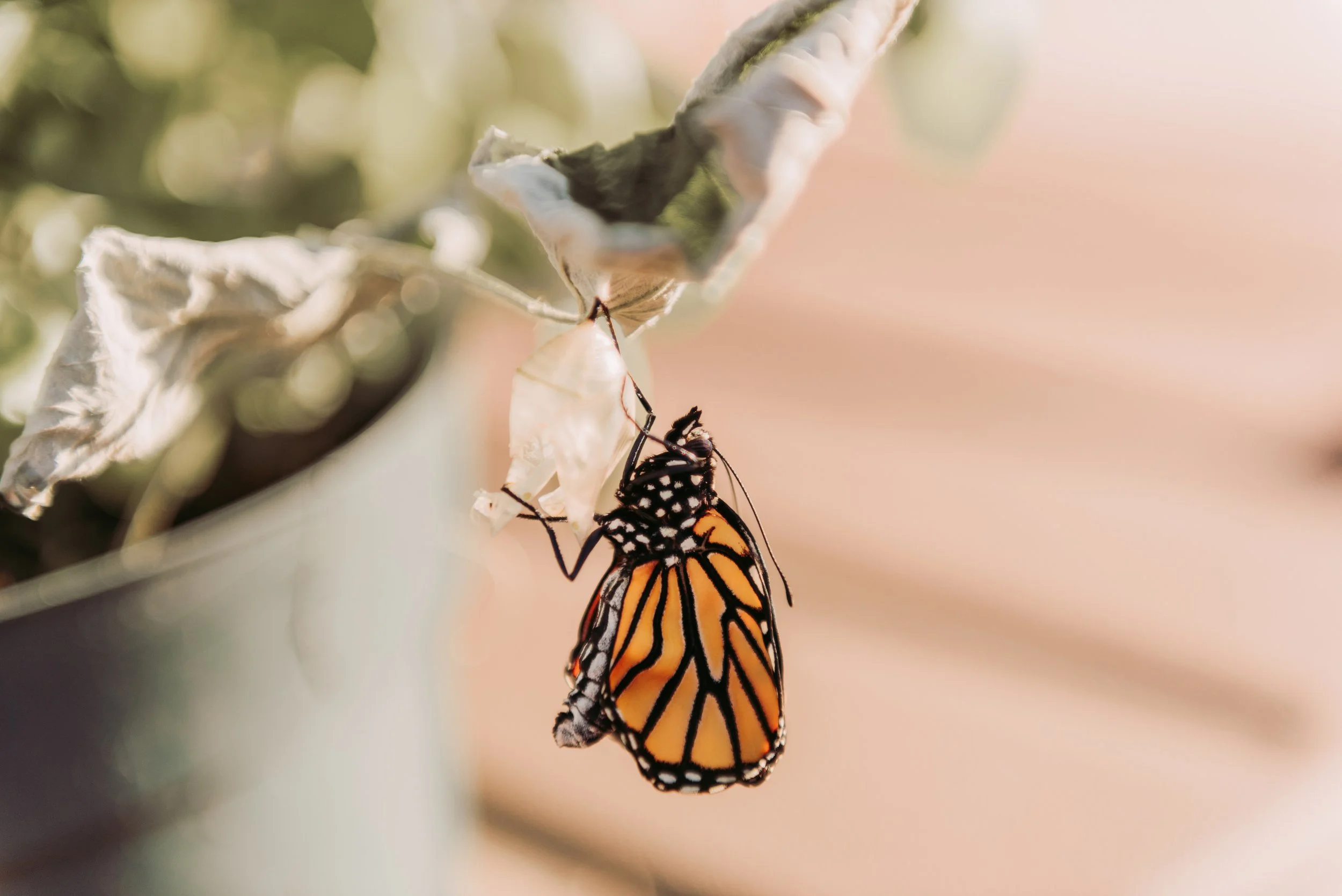      

 
    Reflection   “You do not just wake up and become a butterfly. Growth is a process.”&nbsp; ~Author Unknown   Prayer   Loving God,  All of life here on Earth is a process, and each step of the way takes time.&nbsp; As children, we are so e