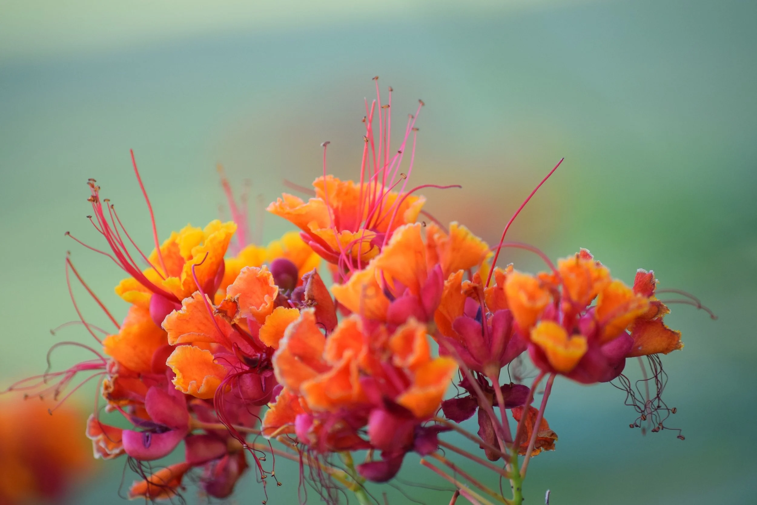 Reflection “A flower does not bloom for itself, but for the world; do likewise.” ~Matshona Dhliwayo Prayer God of All Creation, You have formed each of us with care, blessing us with unique gifts and talents meant to be shared. Wh