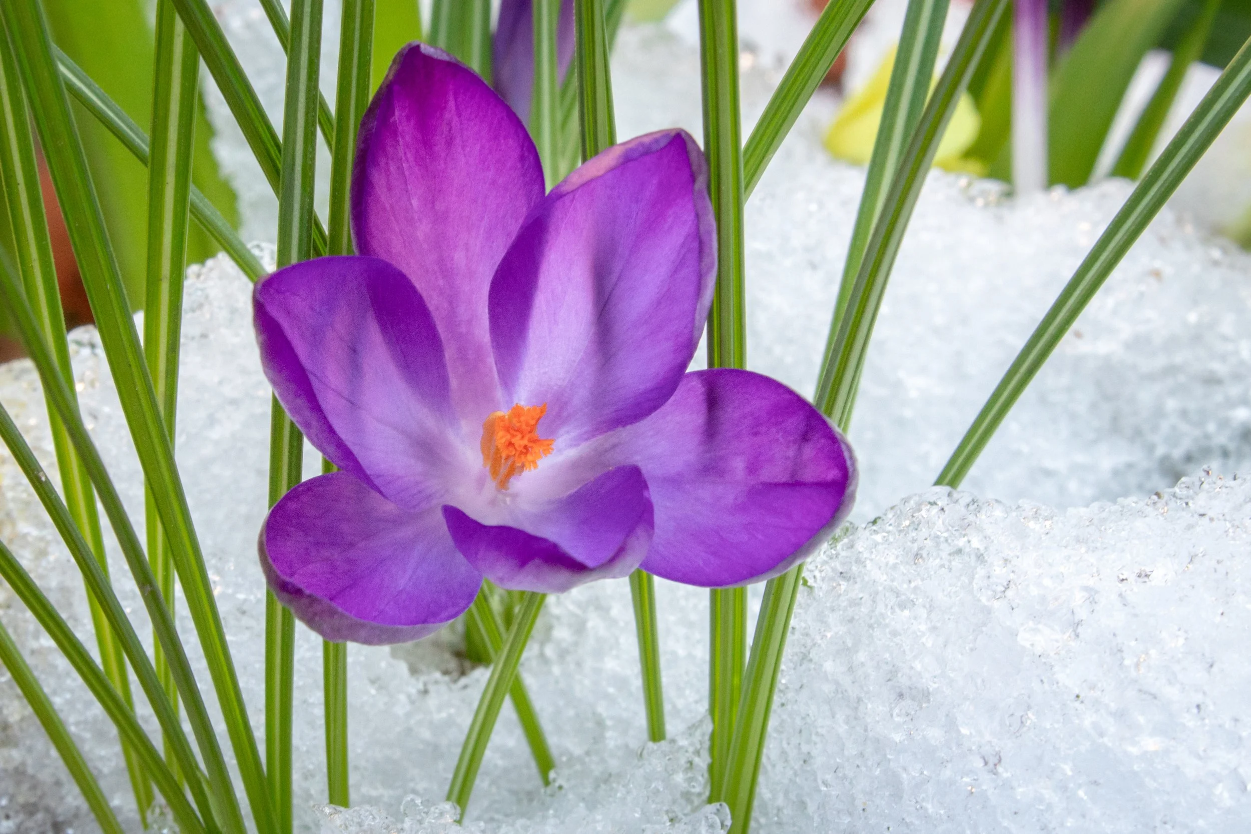      

 
    Reflection   "In the midst of winter, I found there was, within me, an invincible summer," - Albert Camus   Prayer   God over all,   When the work of healthcare feels like winter, awaken the invincible summer you have planted within us. 