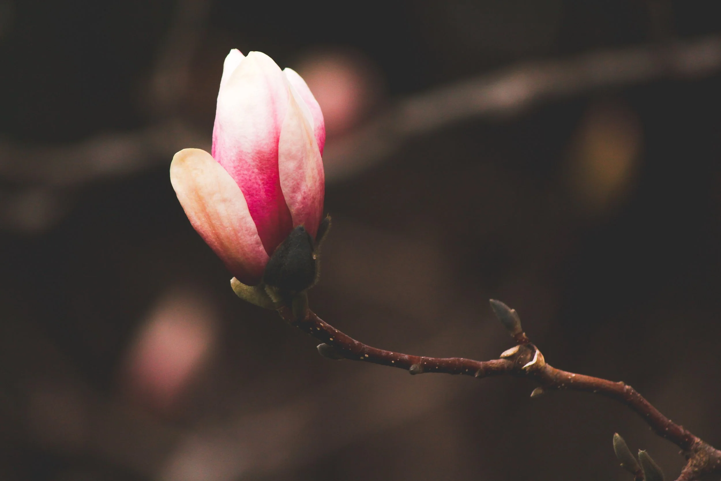 Reflection “You don’t have to be blooming to be growing.” -Ruth Chou Simons Prayer Flourishing God, Remind us that growth often happens quietly, even when we cannot yet see the results. In moments when we feel like we are not bloo