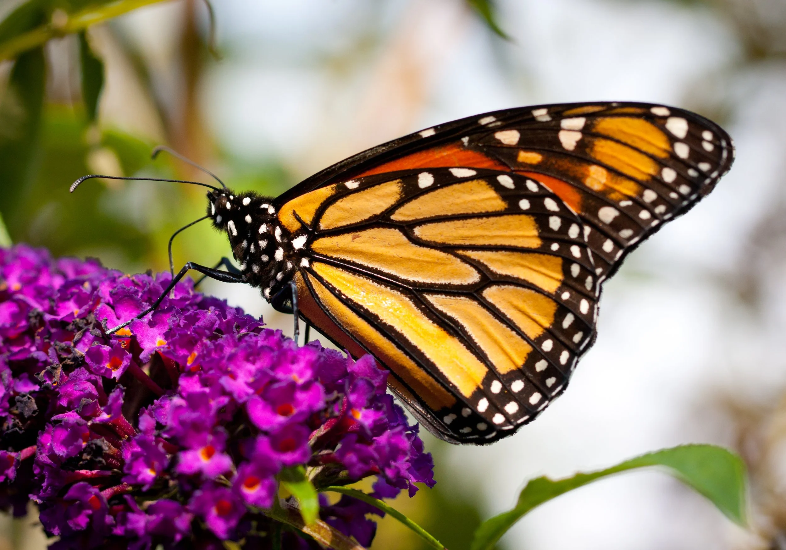      

 
    Reflection   “Spring is a lovely reminder of how beautiful change can be.” -Author Unknown   Prayer   God of the new,  As spring reminds us of new life and fresh beginnings, help us to see the beauty you place within change. When transit