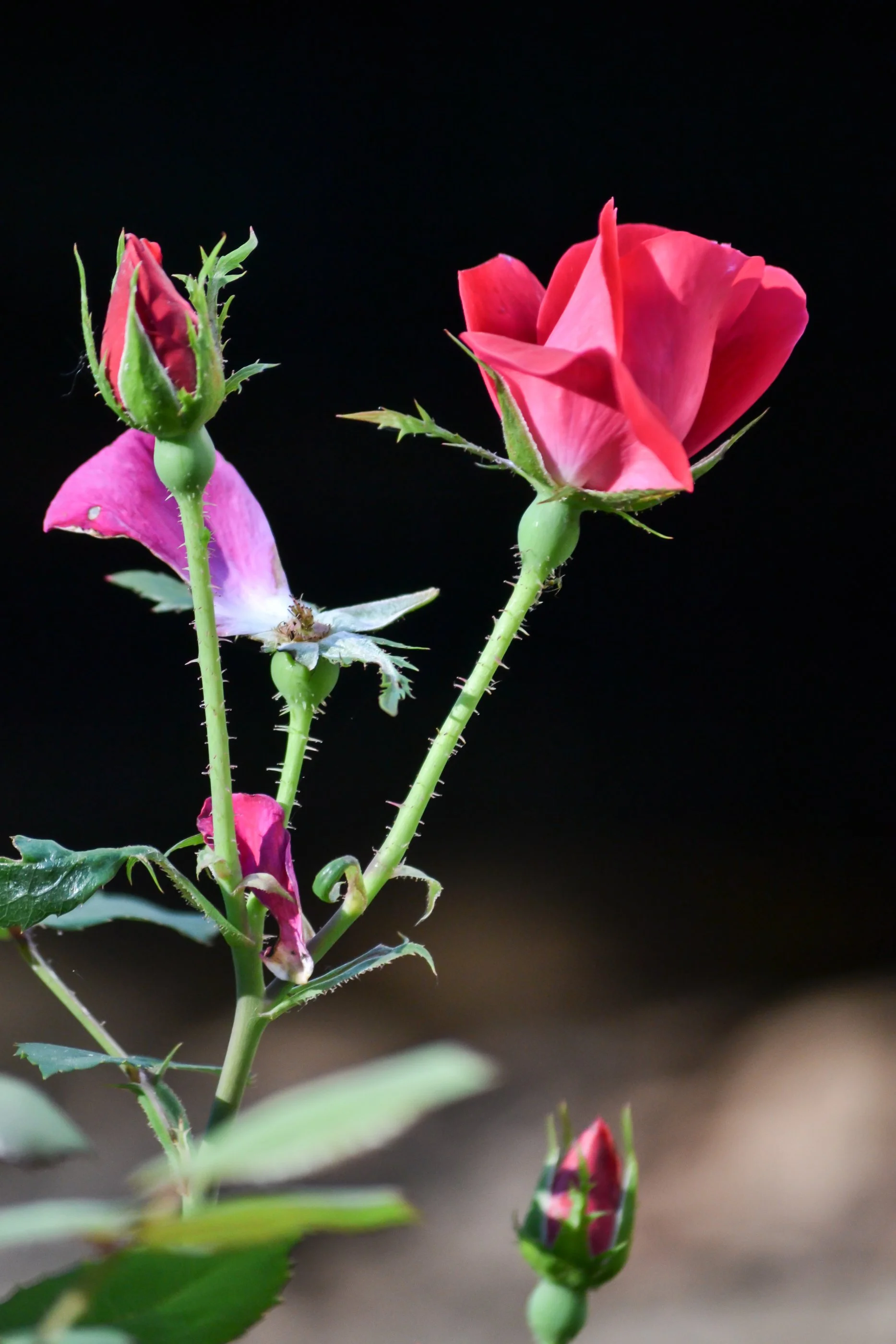      

 
    Reflection   “Some people grumble that roses have thorns; I am grateful that thorns have roses.”   -Alphonse Karr   Prayer   Loving God,  Teach us to see with grateful hearts, and notice the roses of kindness and love even when life’s th