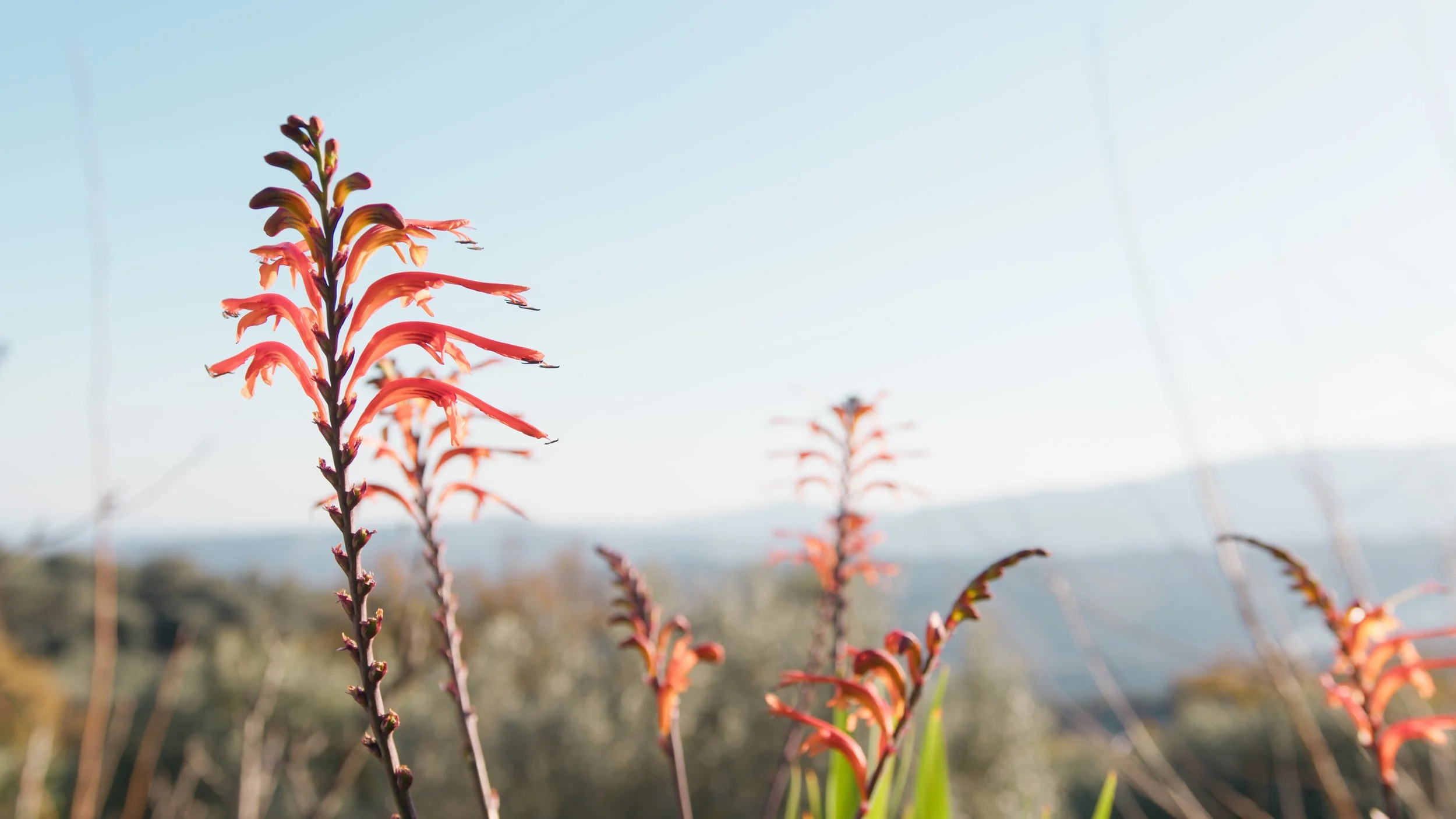      

 
    Reflection   “Failure is not fatal, but failure to change might be.” –John Wooden   Prayer   God of the new,  All throughout Scripture and in our own journeys of faith, you continually invite us to open our heart to the new things your S