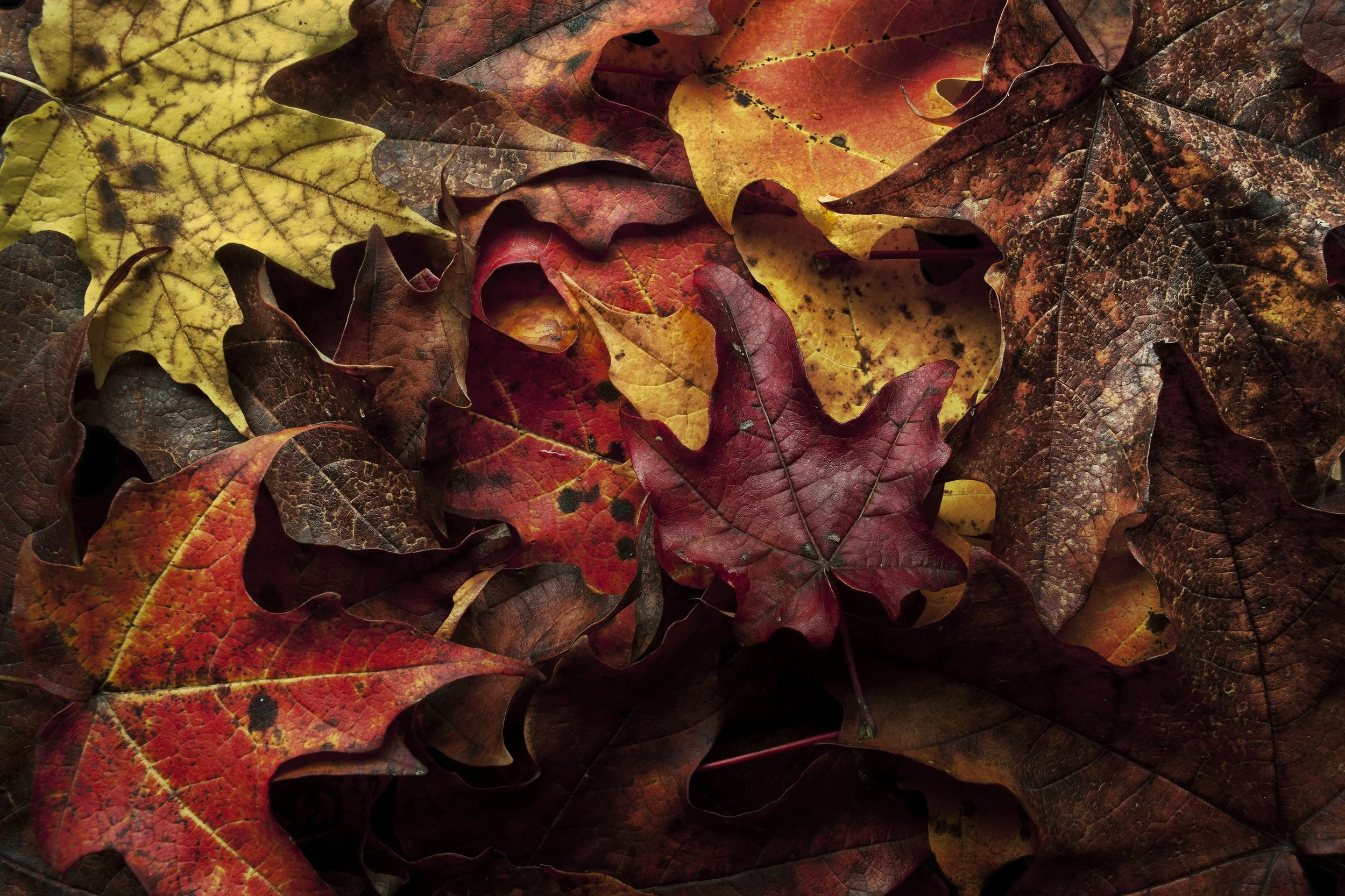 Fall Equinox