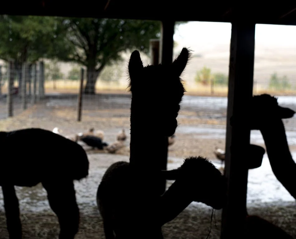 LIFE_Alpacas_Brizee106-950x768.jpg