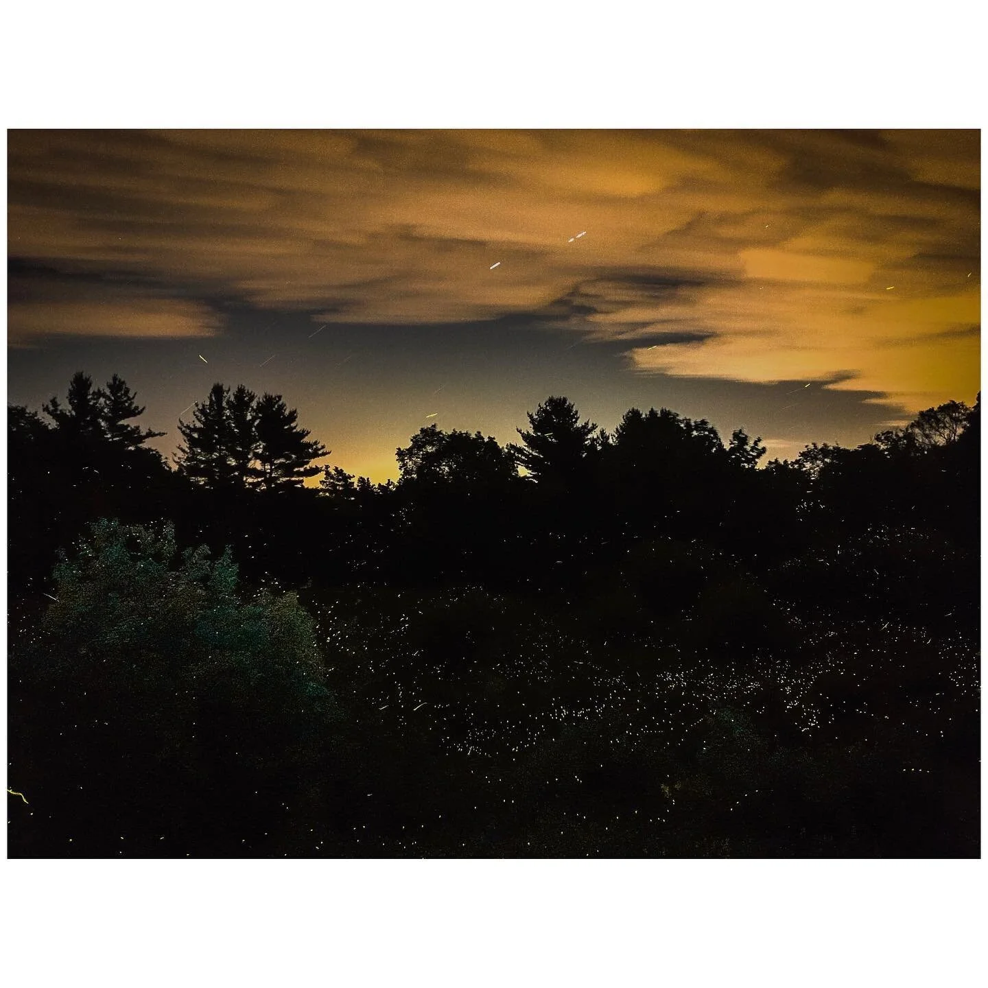 Middle of the night. Experimenting with photographing fireflies. #longexposure #littlestlighttrails #firefly #cantsleep
