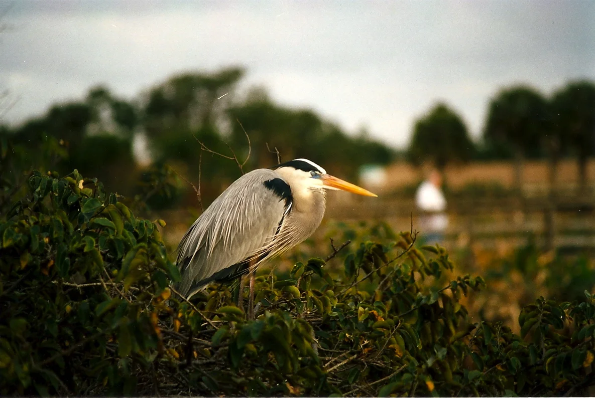 blue_heron.jpg