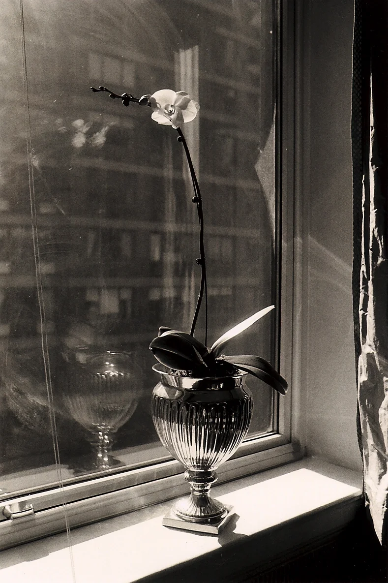 orchid.jpg