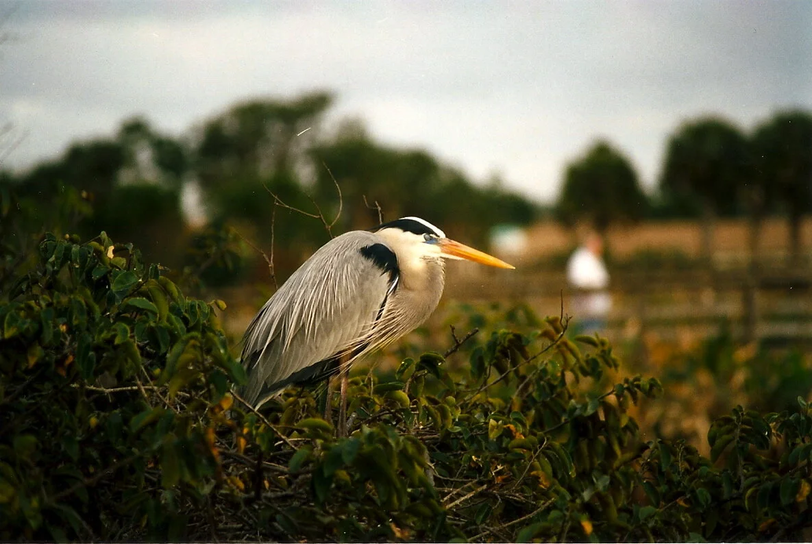 blue_heron.jpg