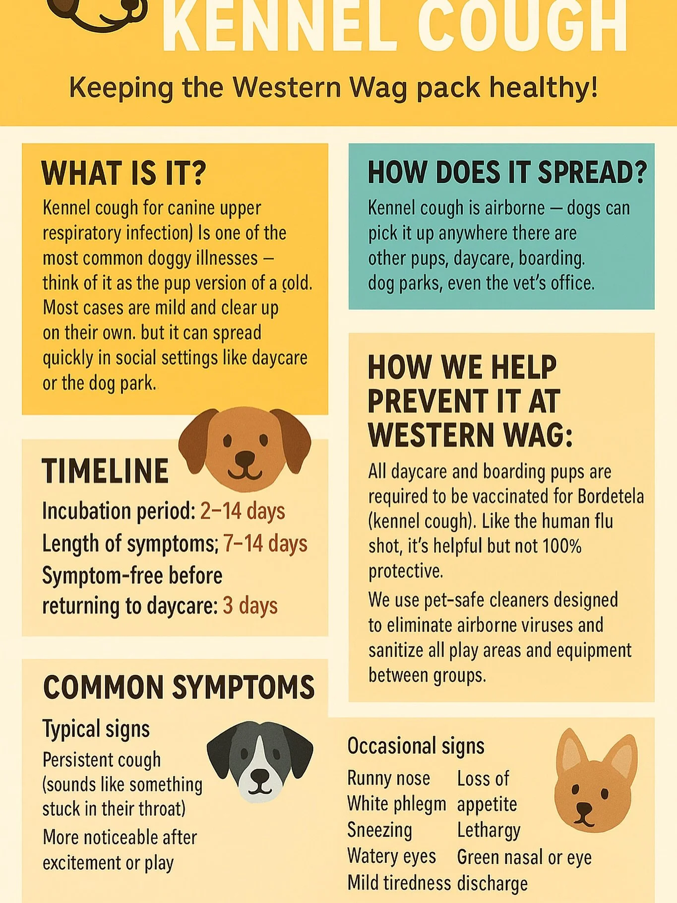 Signs of Kennel Cough and how we our helping to prevent it!