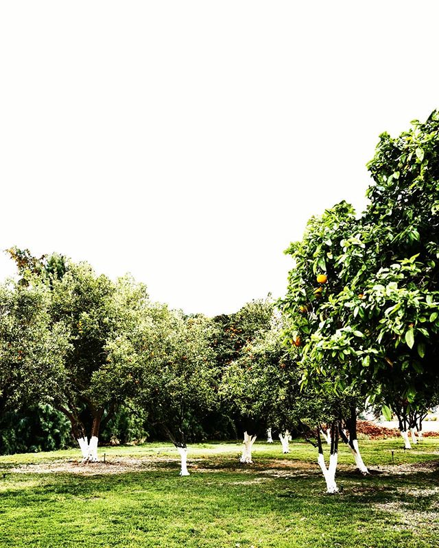 Beautiful citrus groves on property 🍊 we can smell them now 
Photo credit: @thelovesparrows 
#mervgriffinestate #mervgriffin #citrus #orange #weddings #eventvenue #laquinta #coachella #corporateevents #film #vacationrentals #retreats #photography