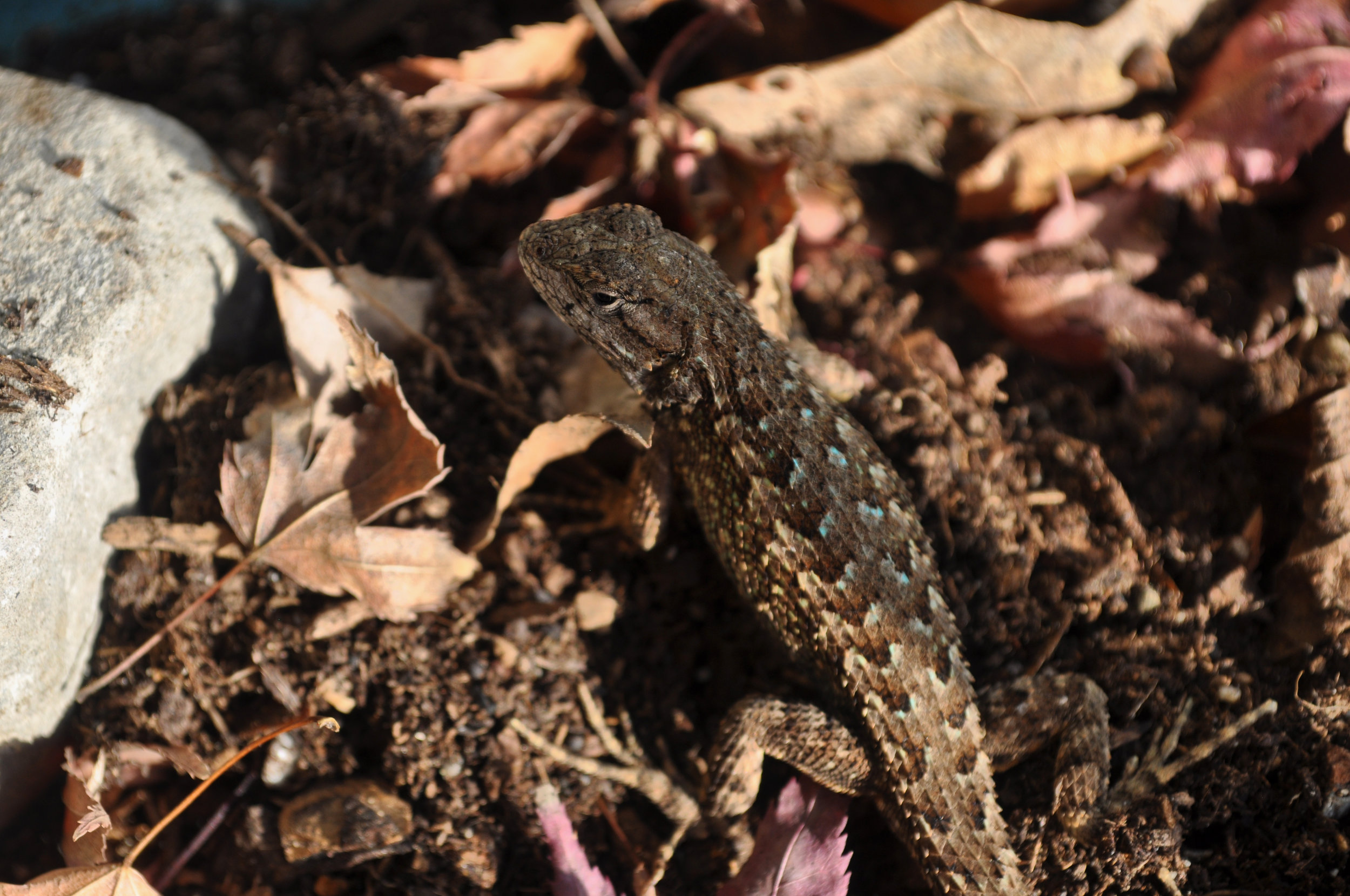 lizard finish.jpg