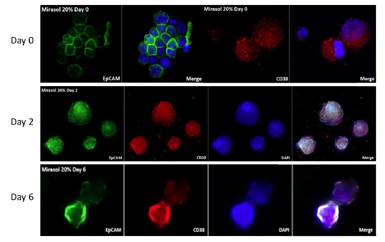 cells maintain antigens.jpg