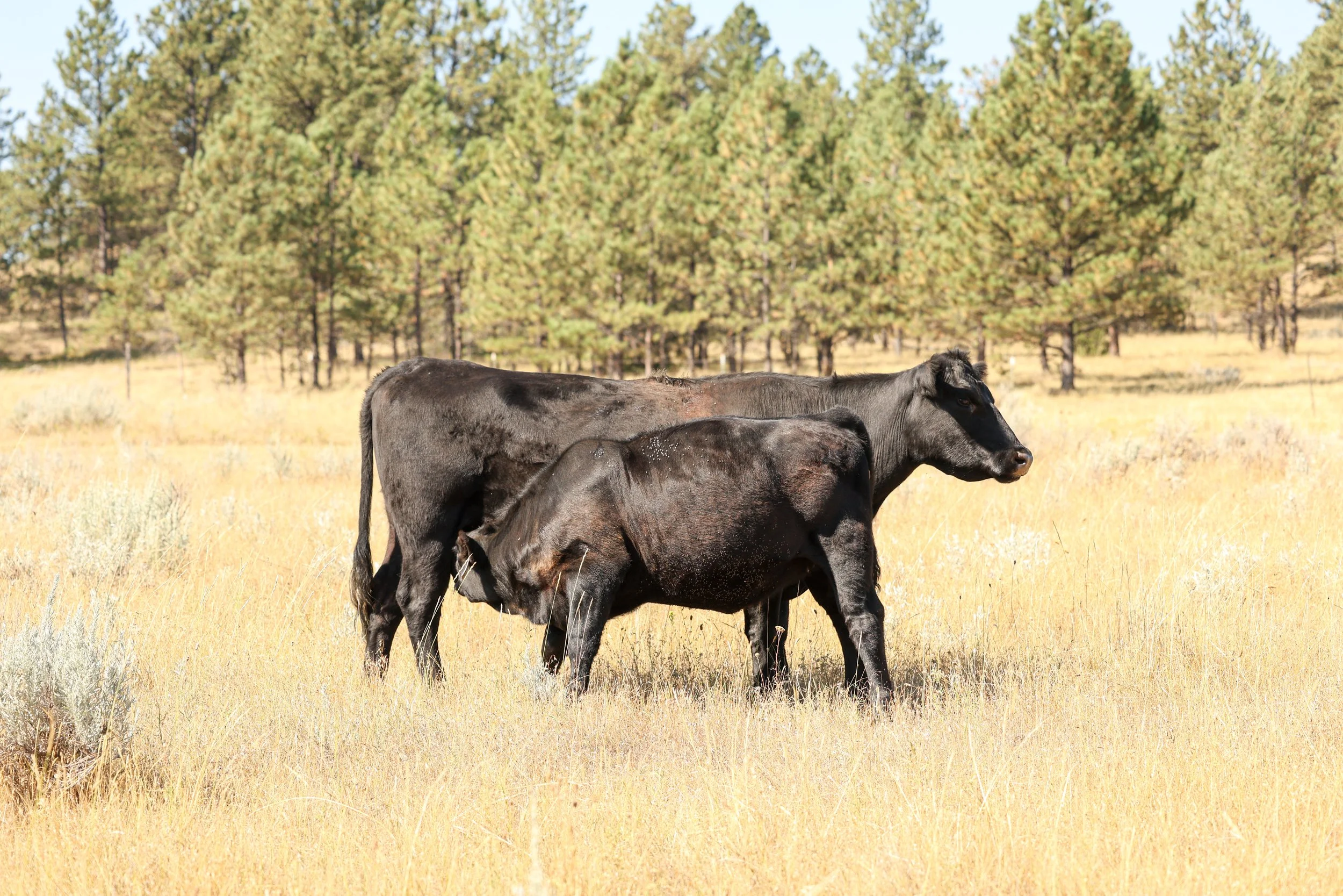 GnererRanch-2024-7245.jpg