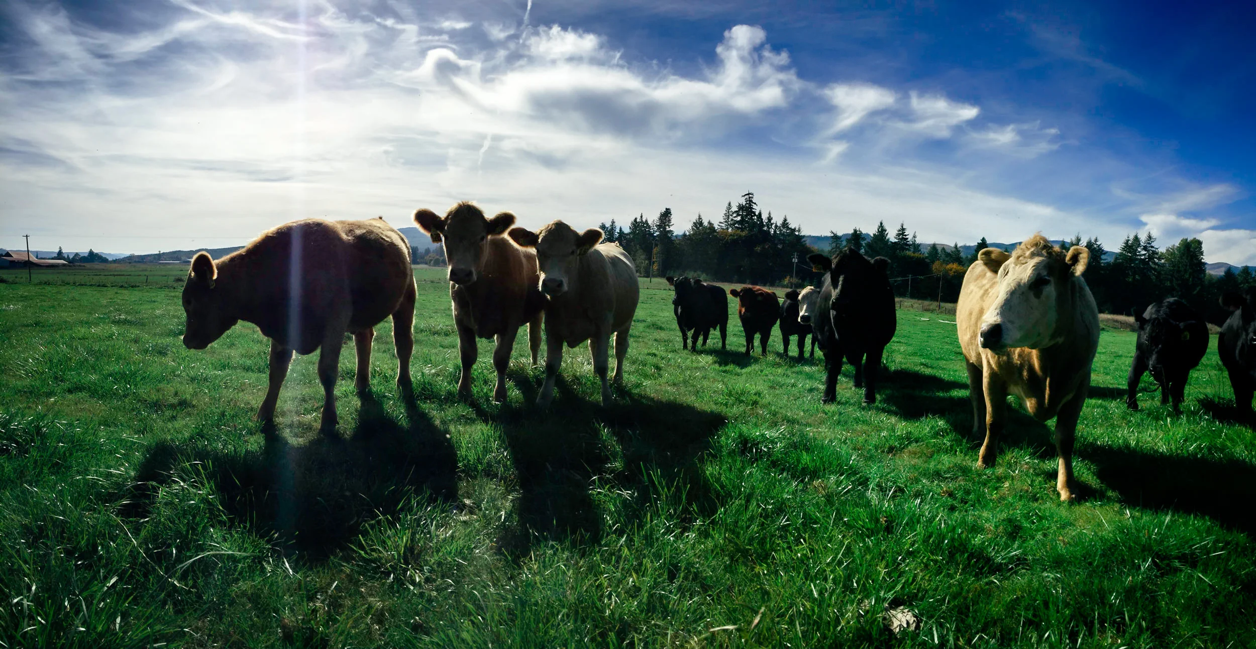Crowd Cow
