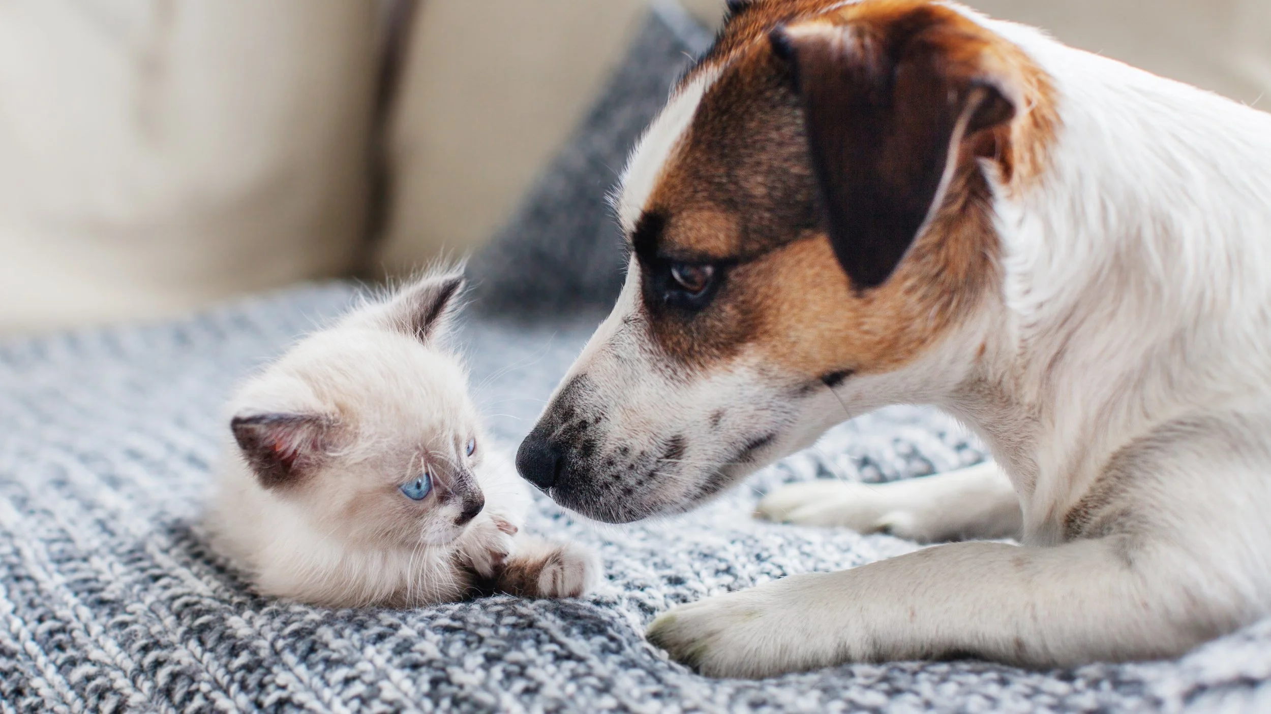 Dog and kitten together.jpeg