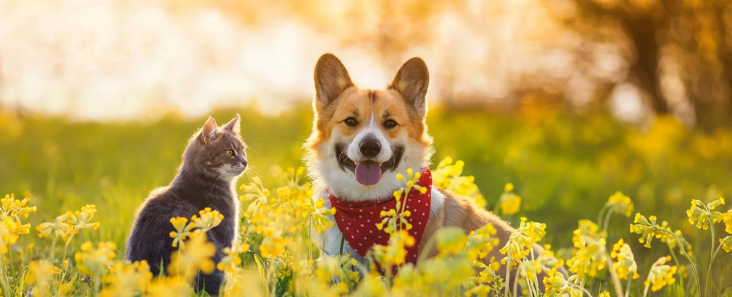  Dog and cat in field w sunlight behind.jpg