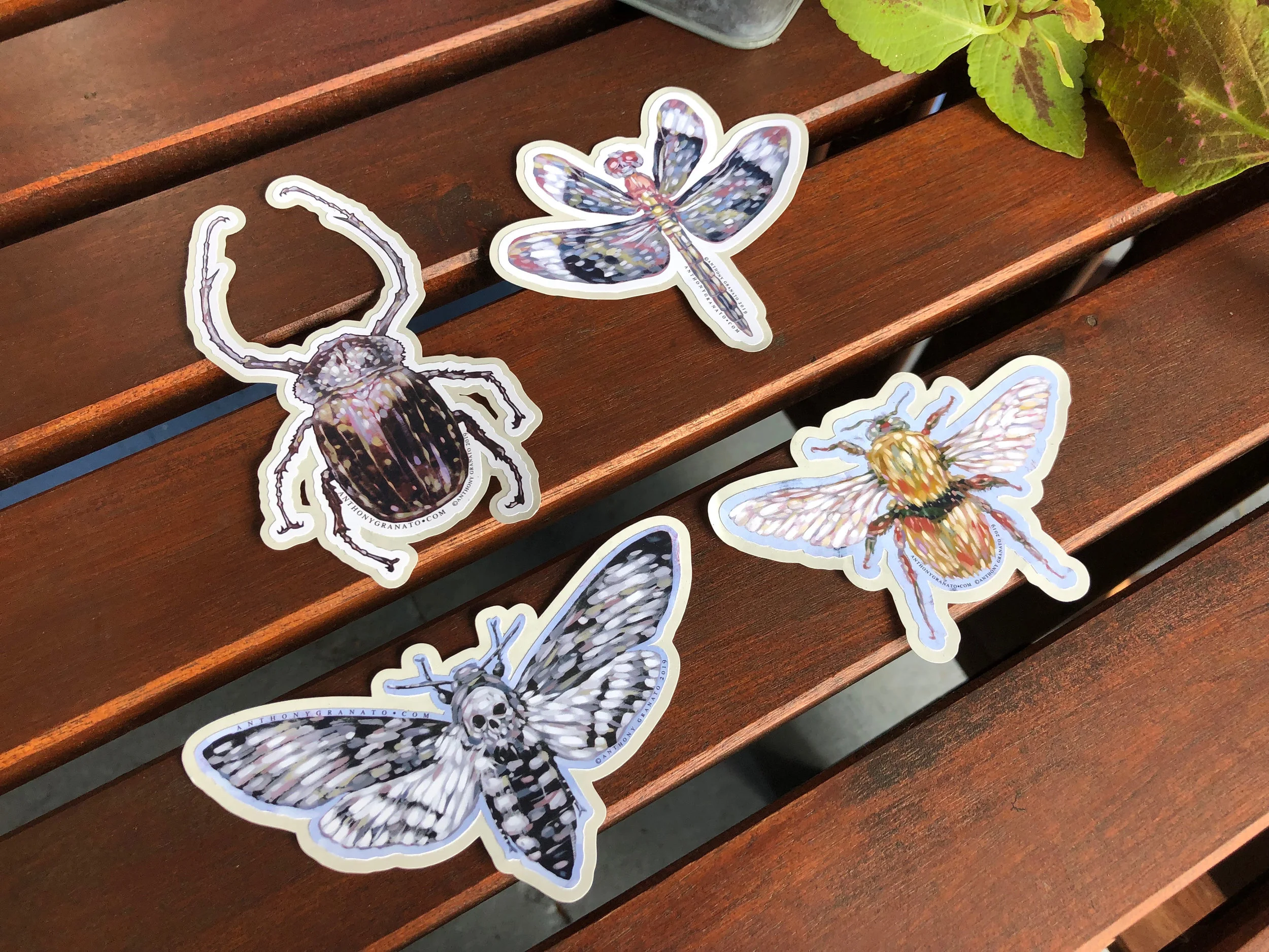 Insect Set Beauty 2.jpg