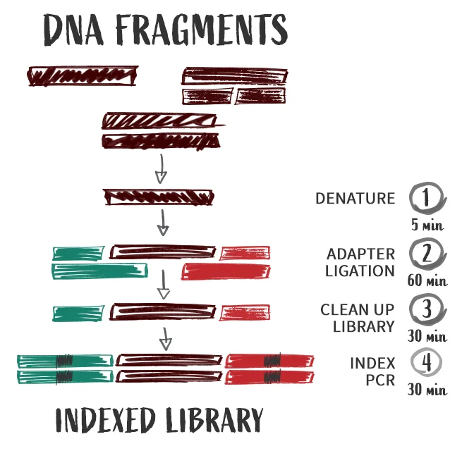 SRSLY works in a one-step combined phosphorylation/ligation step that simultaneously prepares template DNA molecules for ligation without end-polishing and ligates Illumina adapters by utilizing proprietary splint adapters.