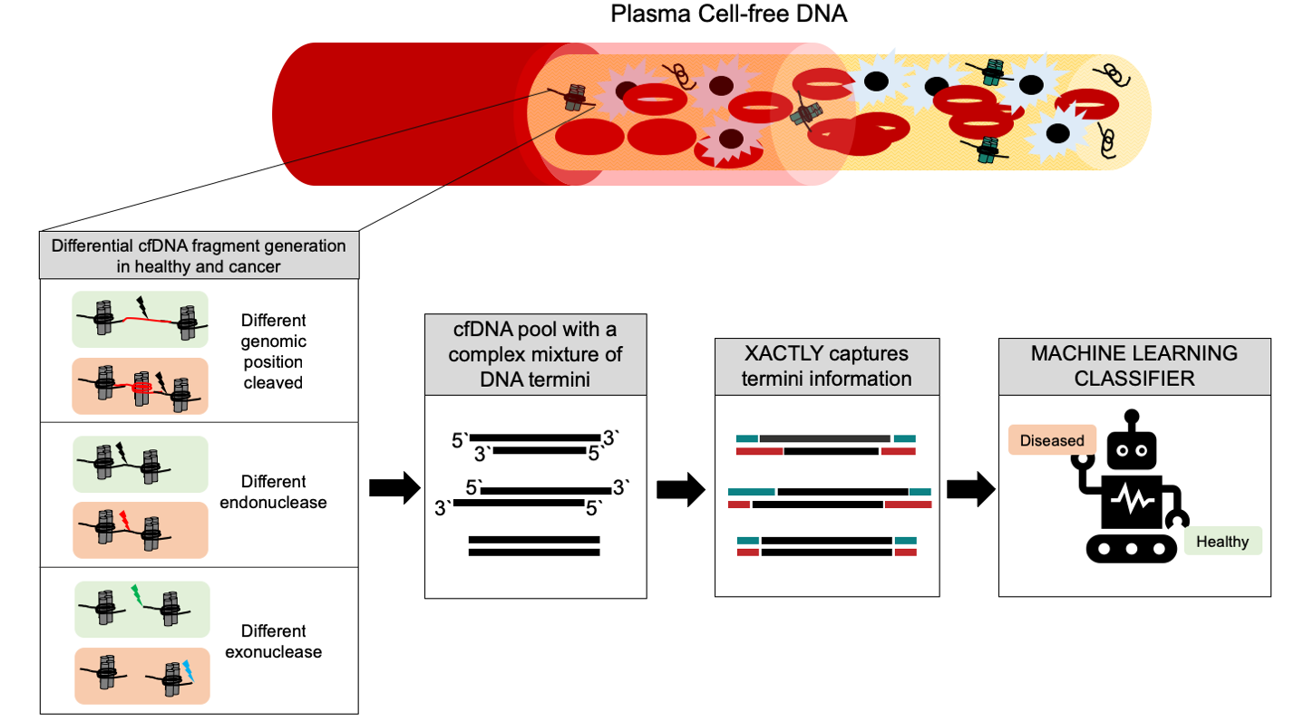 cfDNA fragment termini contain information about the molecular history and origin of the molecule. This wealth of information is currently overlooked or lost due to the limitations of existing library preparation technologies. XACTLY fills this precise gap and helps elucidate preceding events that lead to cfDNA formation. These mechanisms may differ in healthy and diseased conditions: for example, differential nucleosome positioning, or differences in nuclease type and function. These events can result in unique DNA fragmentation patterns and generate a cfDNA pool with mixture of discrete and complex overhang profiles specific to a biological state. Following capture of this information with XACTLY, sophisticated machine learning algorithms are used to identify termini biomarkers that distinguish diseased from healthy states.