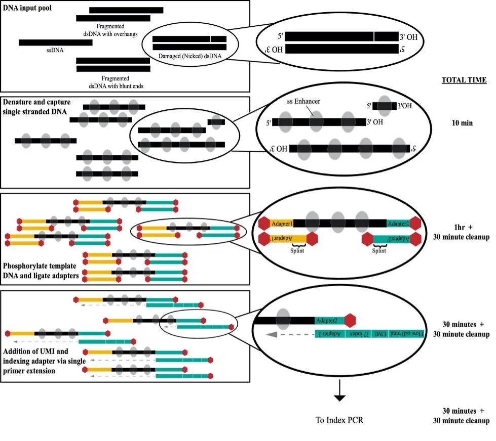 SRSLY NGS DNA library preparation Kits — Claret Bioscience