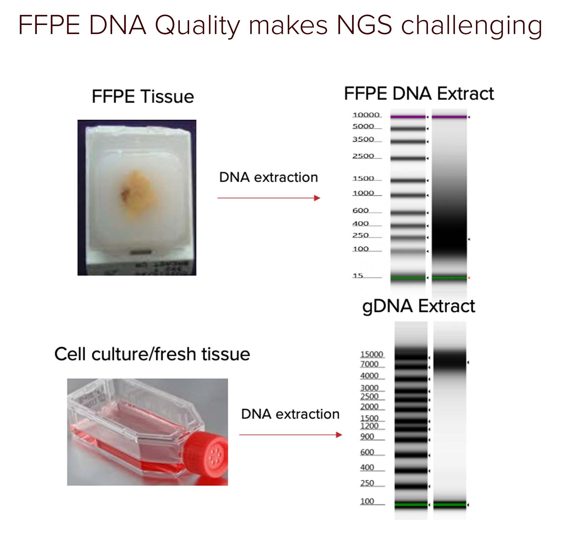 FFPE DNA Quality makes NGS challenging4.jpg