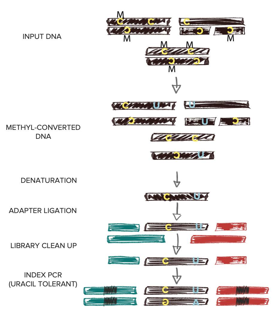 Methyl-Seq workflow - Library Prep Downstream