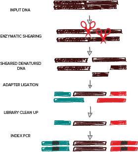 ForShear>SRSLY Workflow