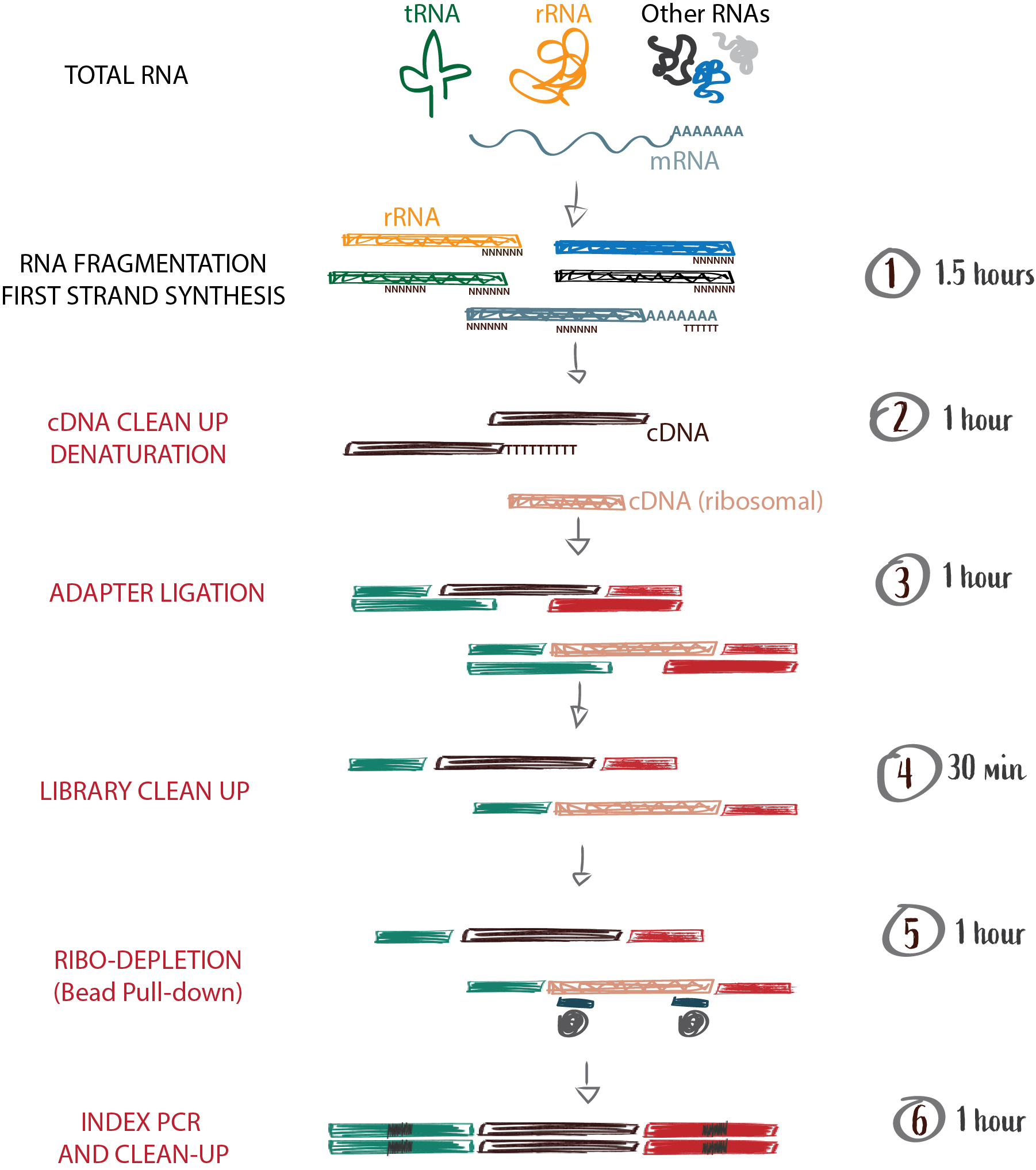 REALLY rNONE workflow