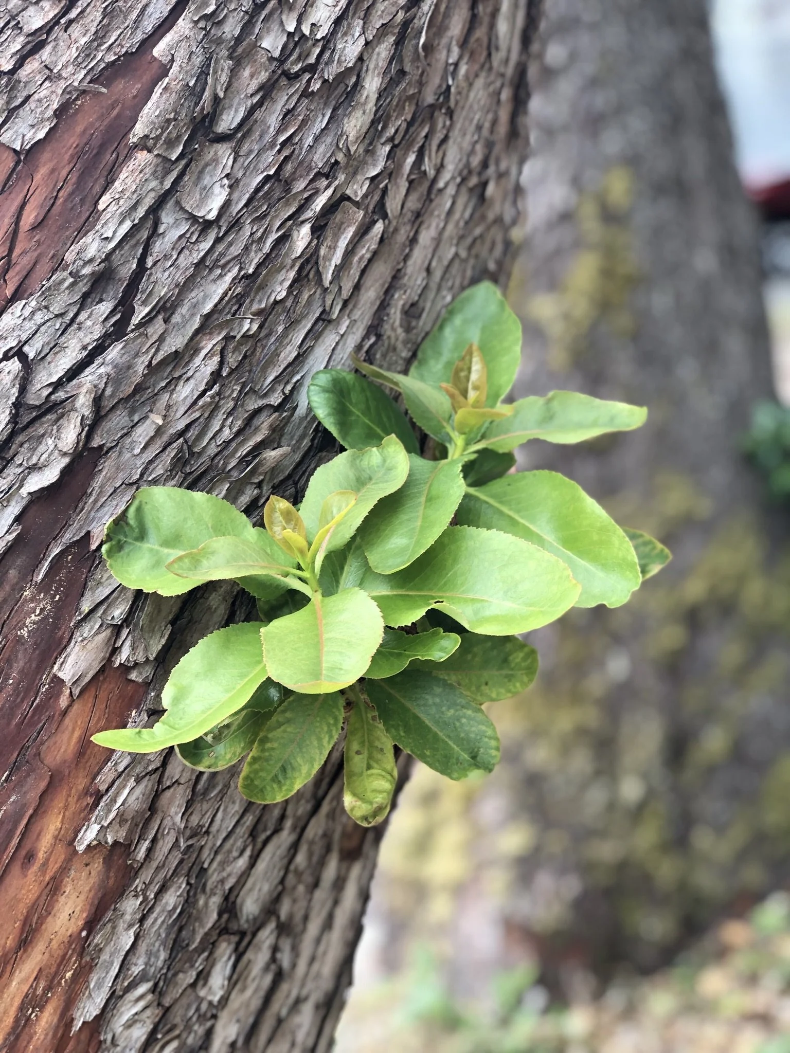 You Are This Miracle Worker