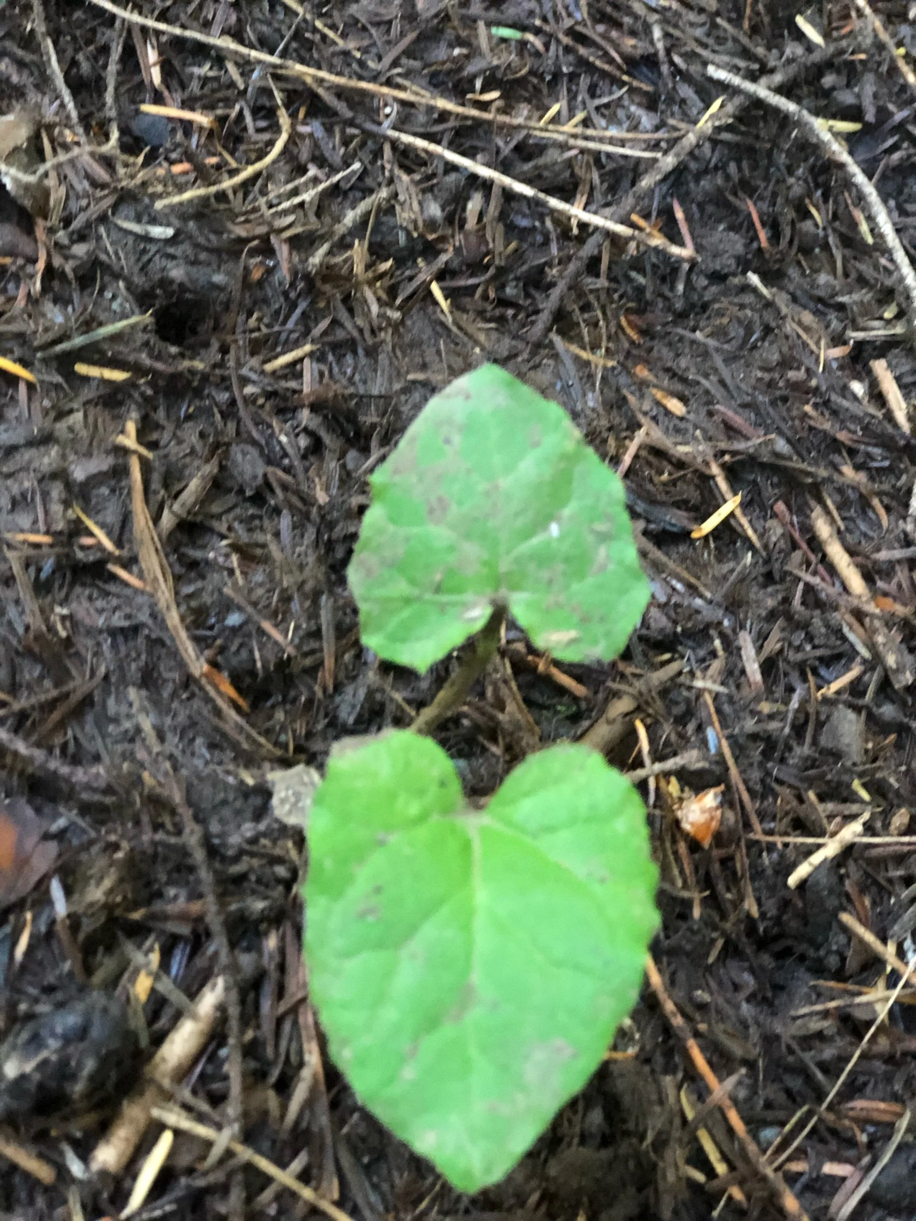 God Has No Sides to Win