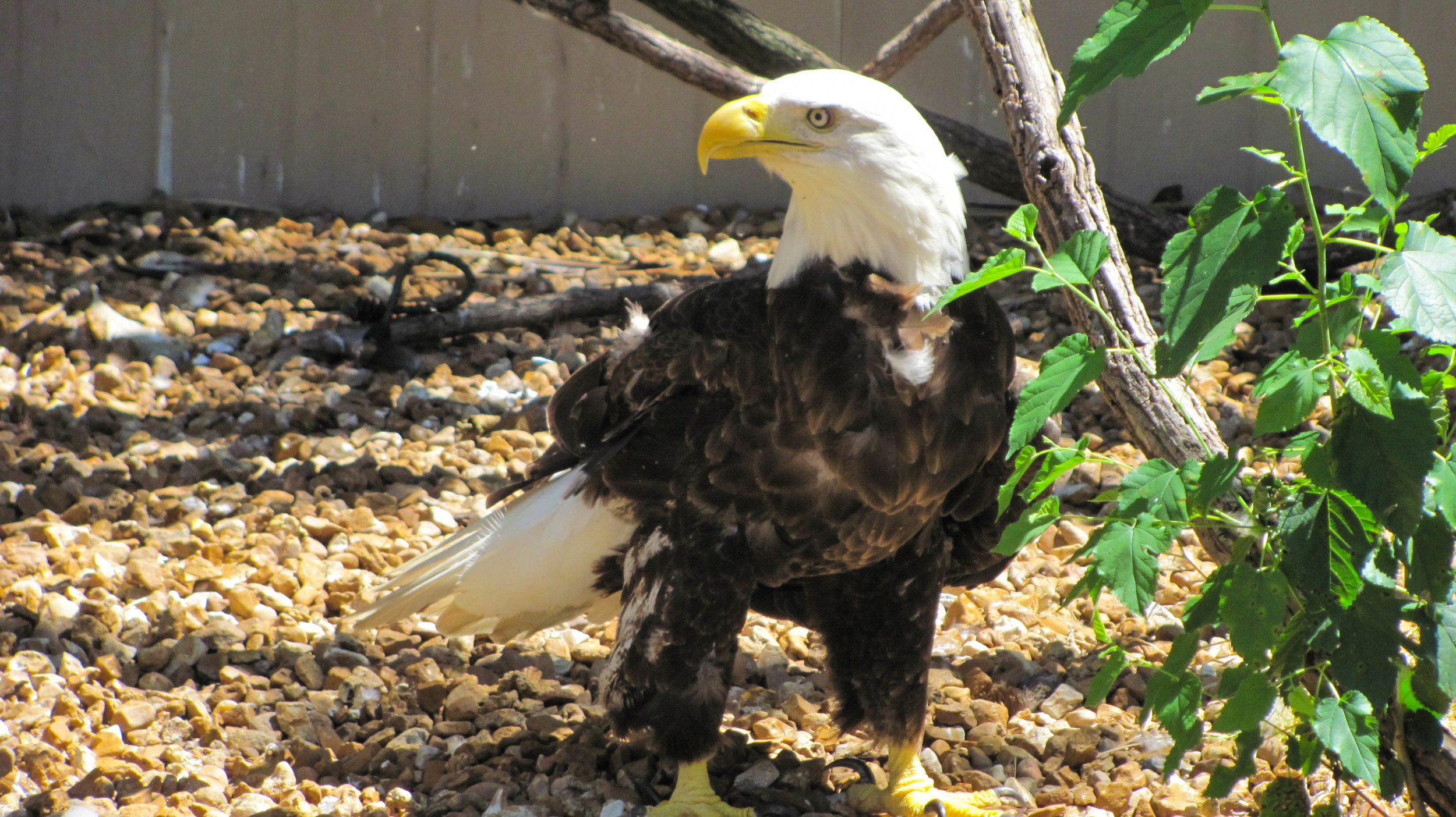 The TreeHouse Wildlife Center in Dow, IL