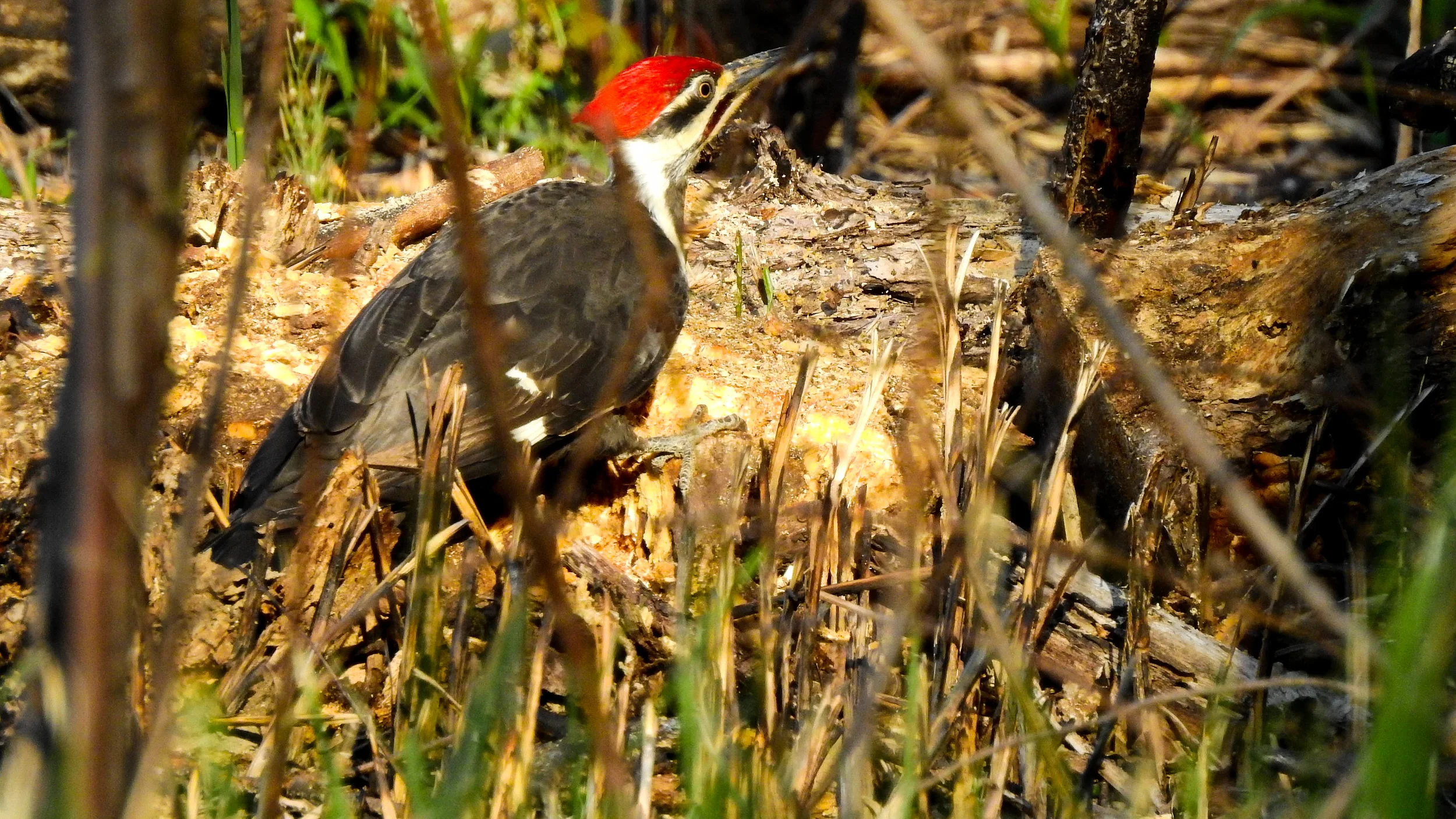 Summer Pileated Woodpecker
