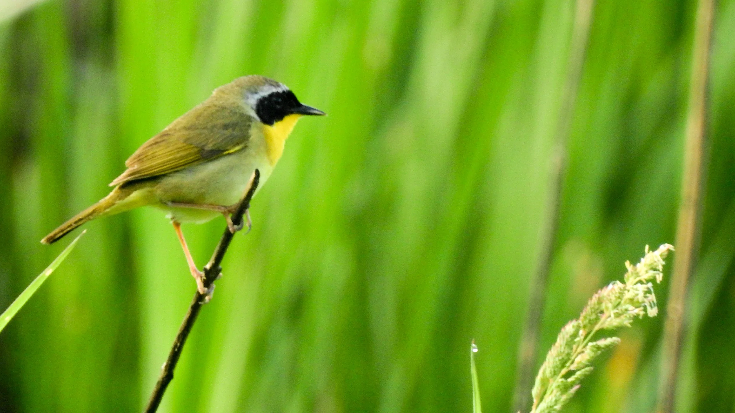 Common Yellowthroat Warbler