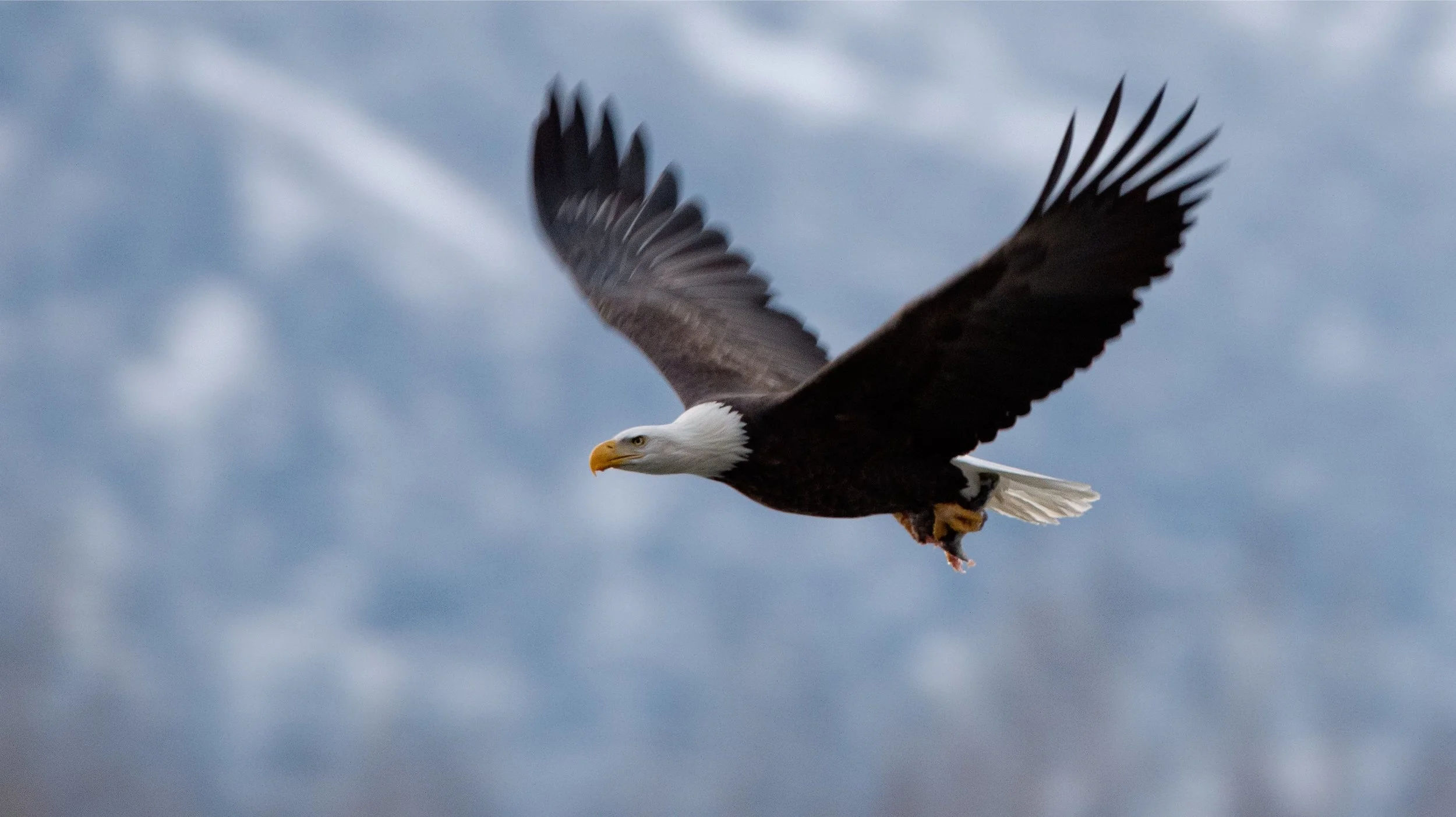 American Bald Eagle