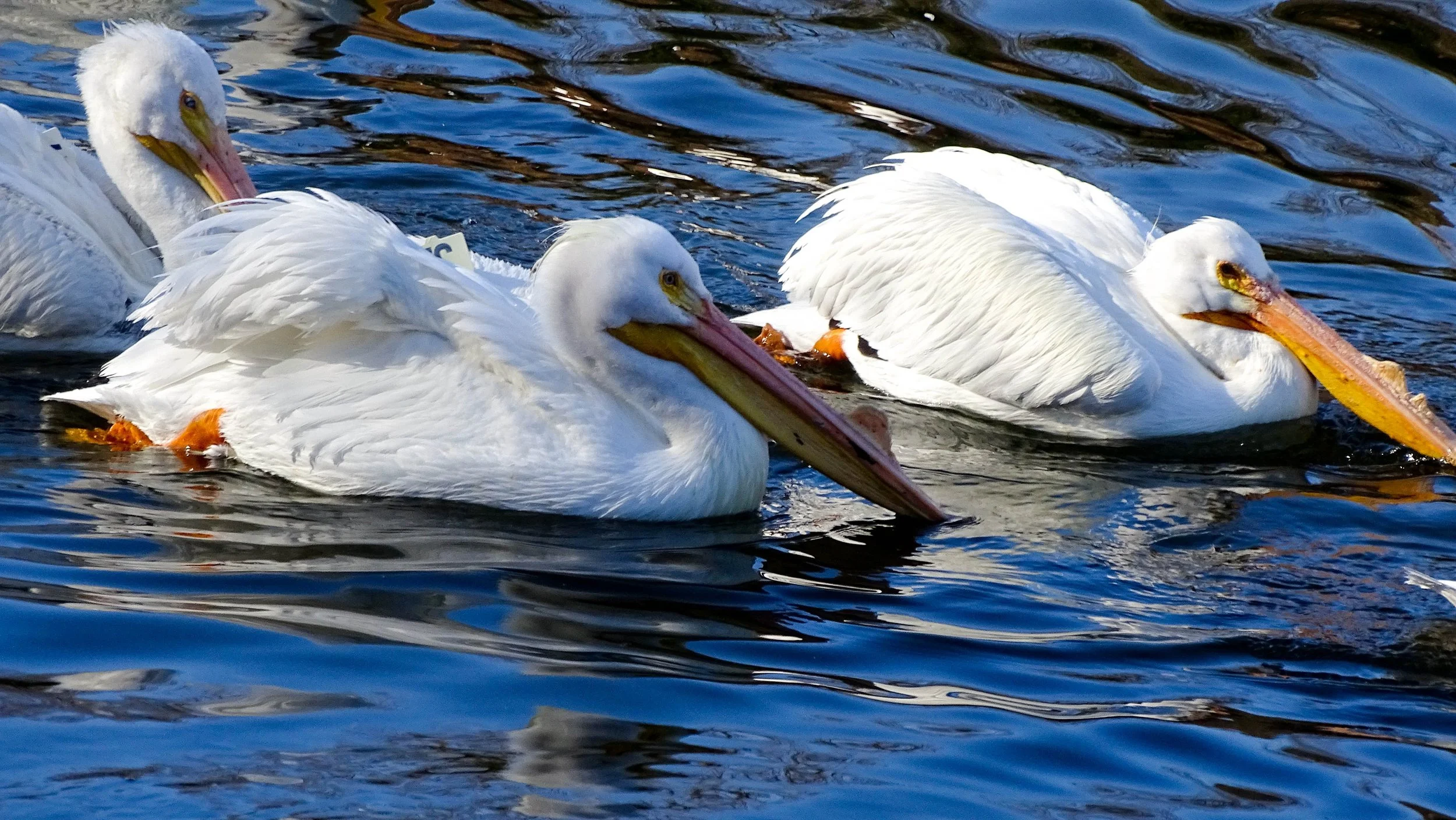 American White Pelicans