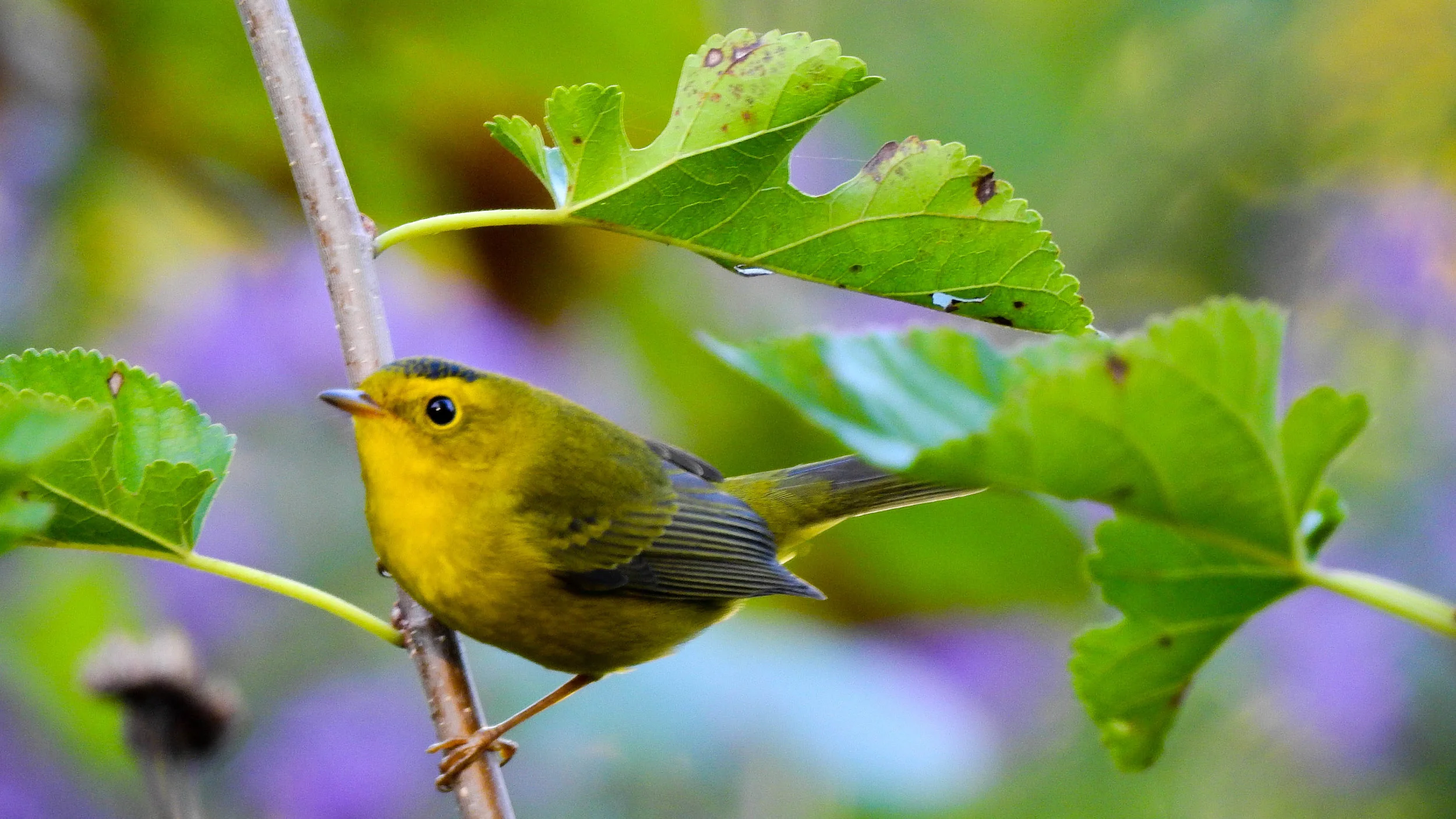 Wilson’s Warbler