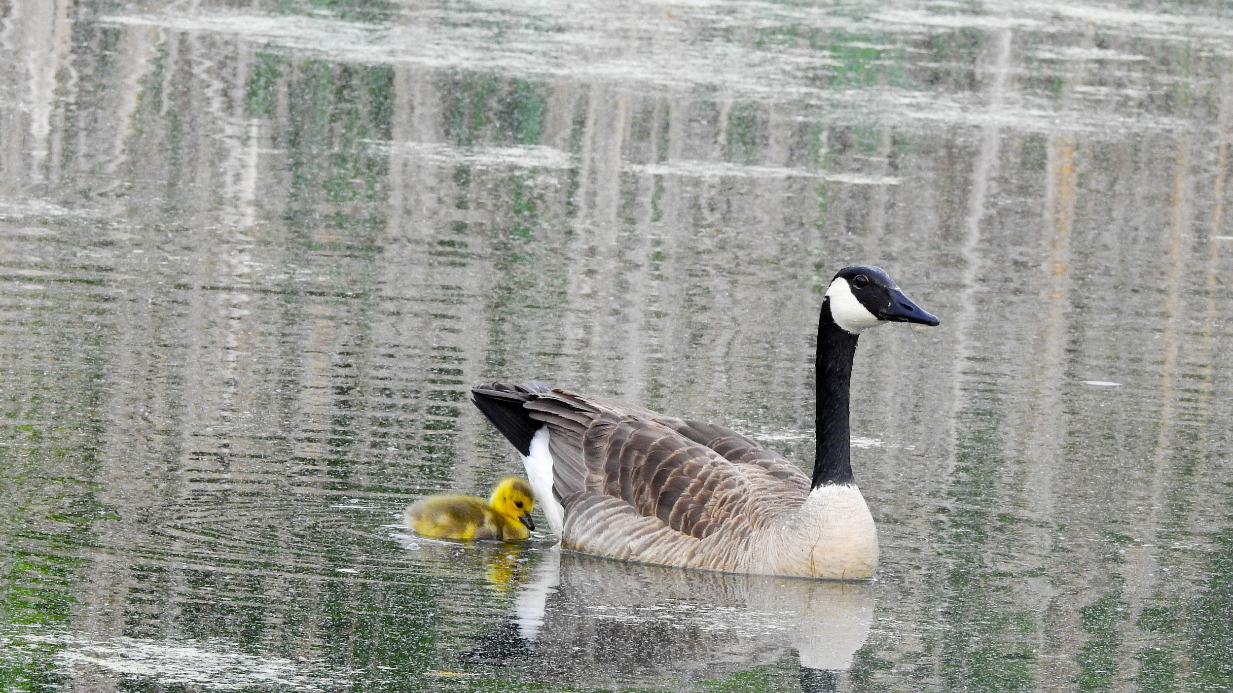 Canadian Geese