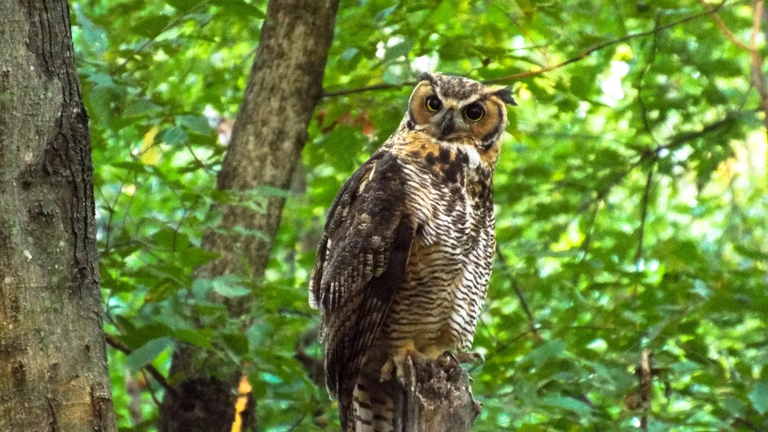 hornedowl-2819.jpg