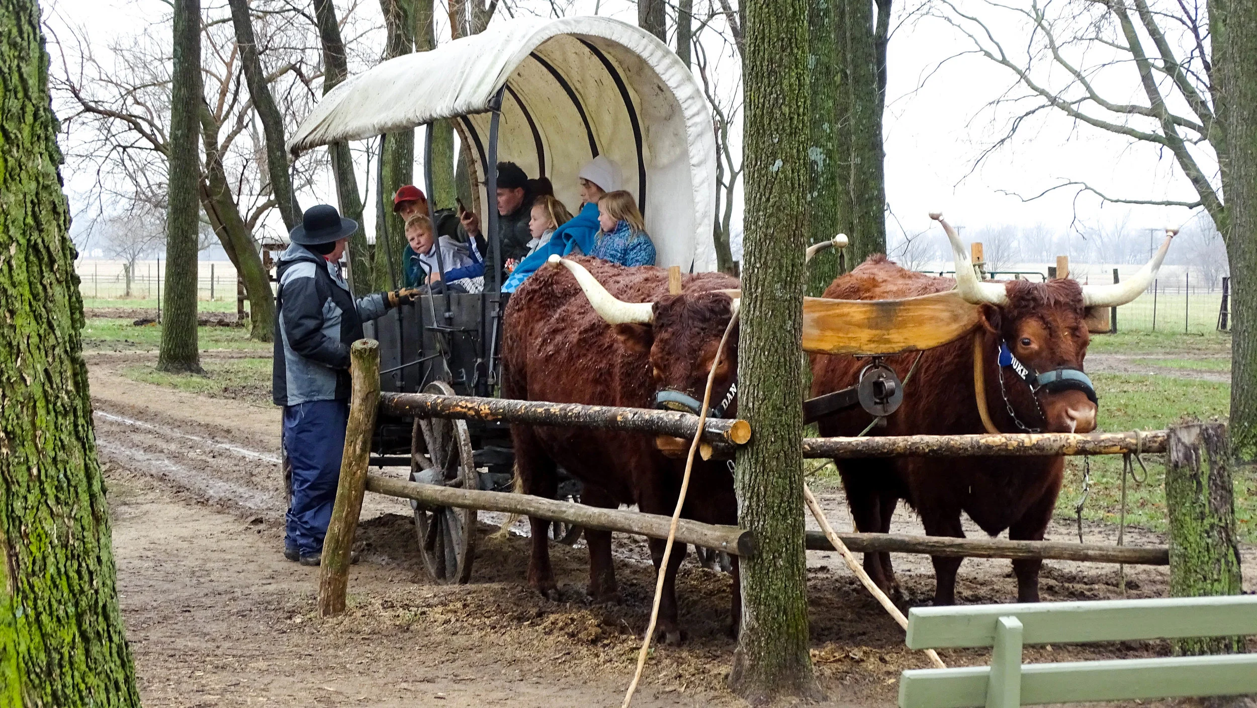 oxen-04032018-alr-3142.jpg