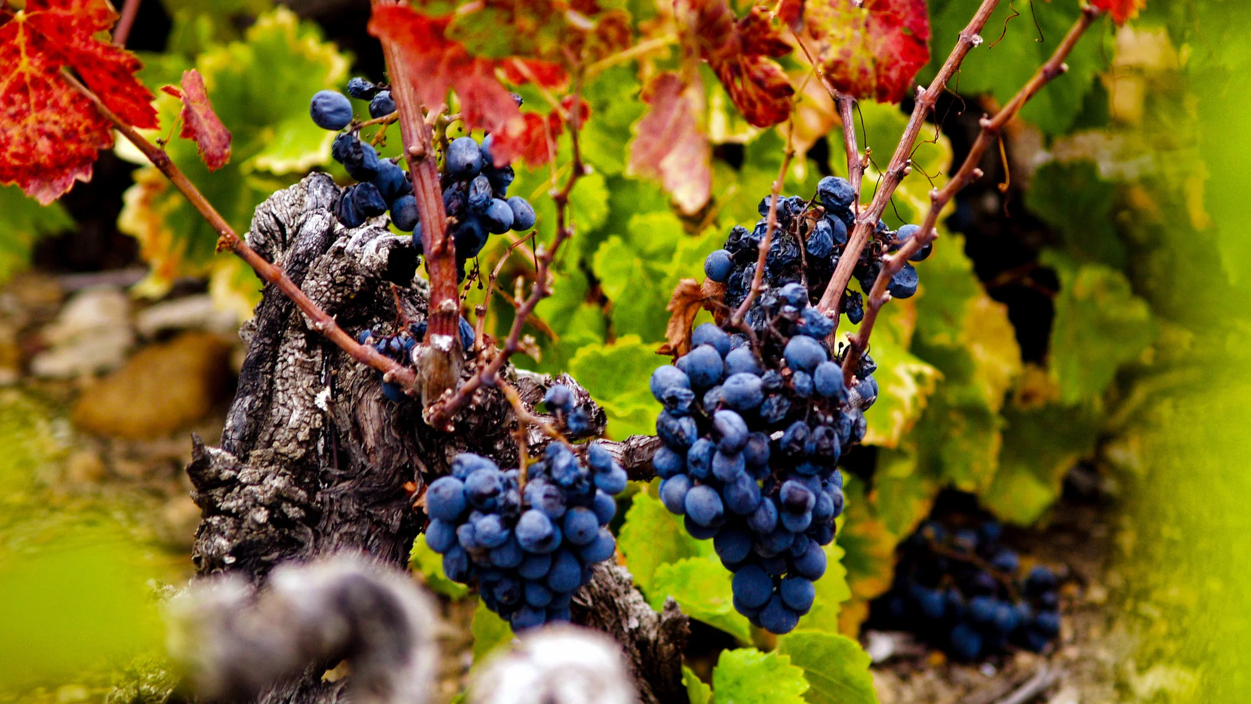 vineyard-grapes-c169-alr-.jpg