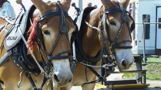 clark-co-mule-alr-c169.jpg