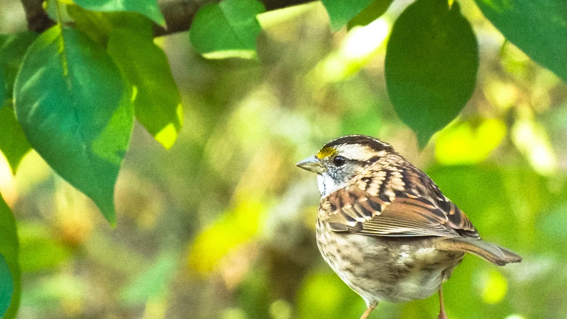 wtsparrow-3663.jpg